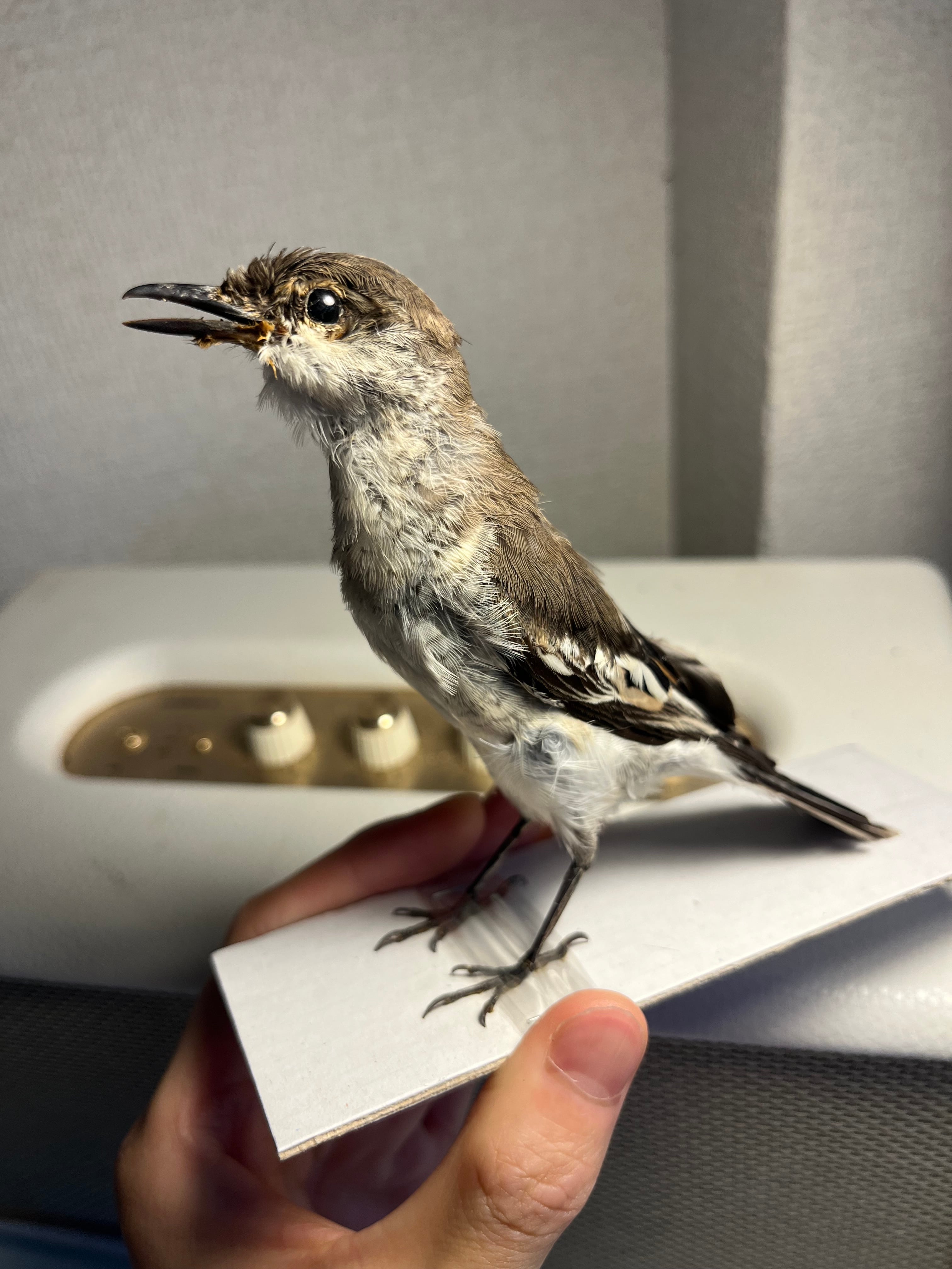 【鳥剥製】コウヨウジャク 標本 streaked weaver 鳥剥製】コウヨウジャク 標本 streaked weaver (Ploceus manyar) 野鳥