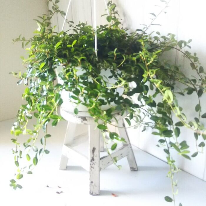 現品のみ希少❗️斑入りガジュマル❤️つる性ガジュマル 8号鉢