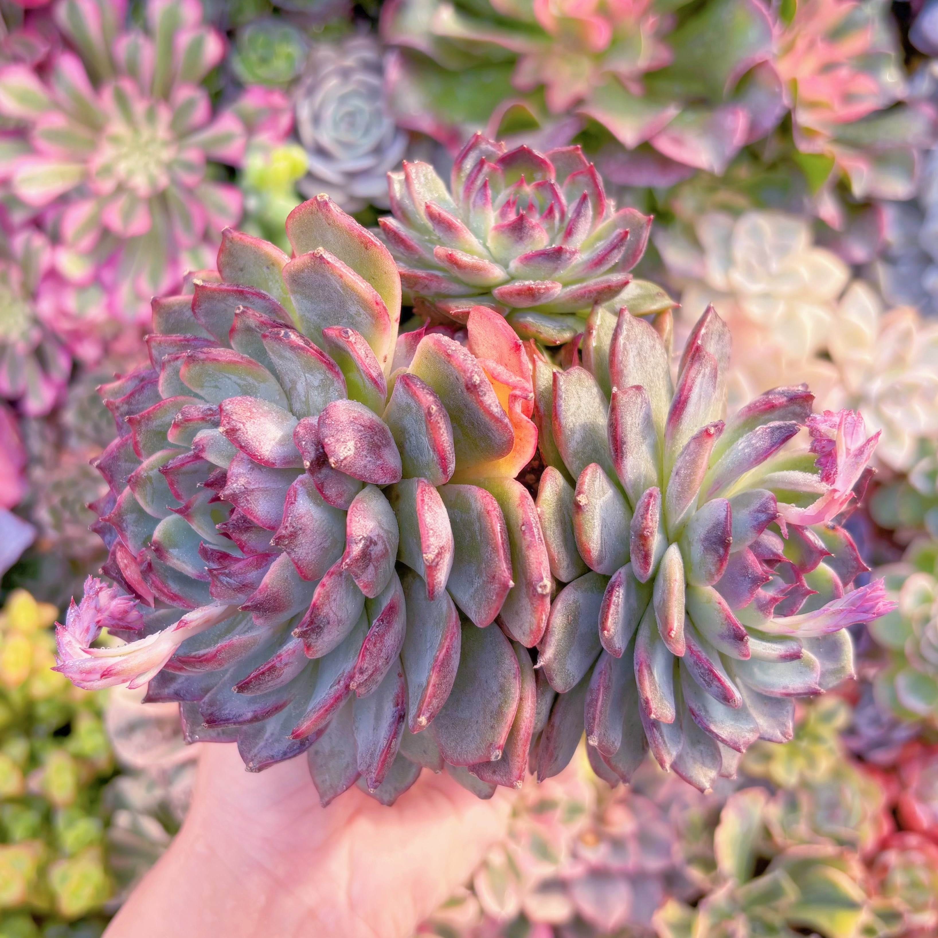 現品　ブルーエンチャントレス#B41　群生　新入荷　るる農園