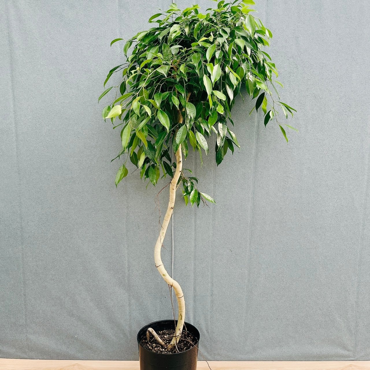 現品］【珍しい】12番 フィカス ベンジャミン ヌダ 9号 観葉植物 大型