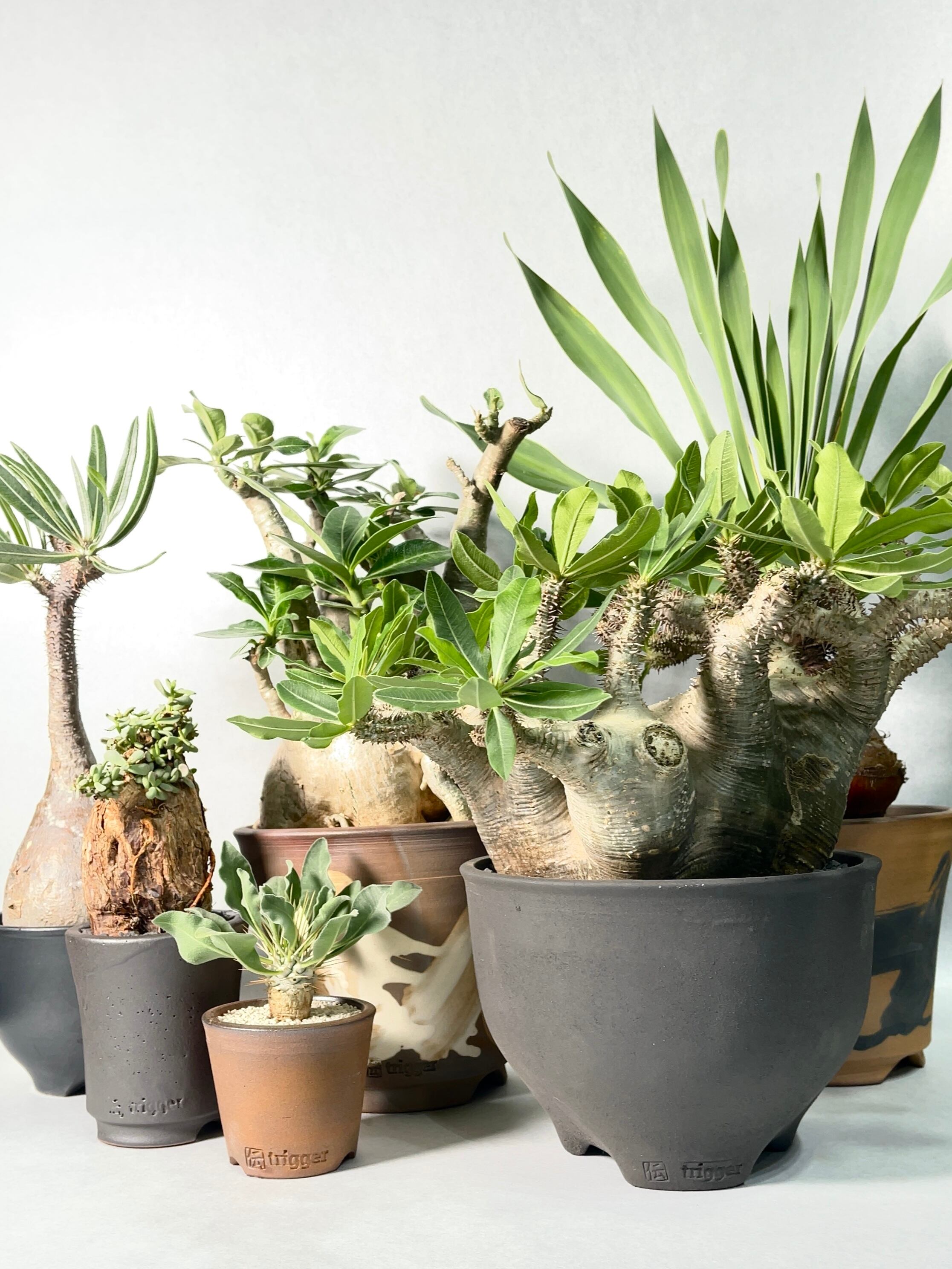 パキポディウム・グラキリス | Pay ID