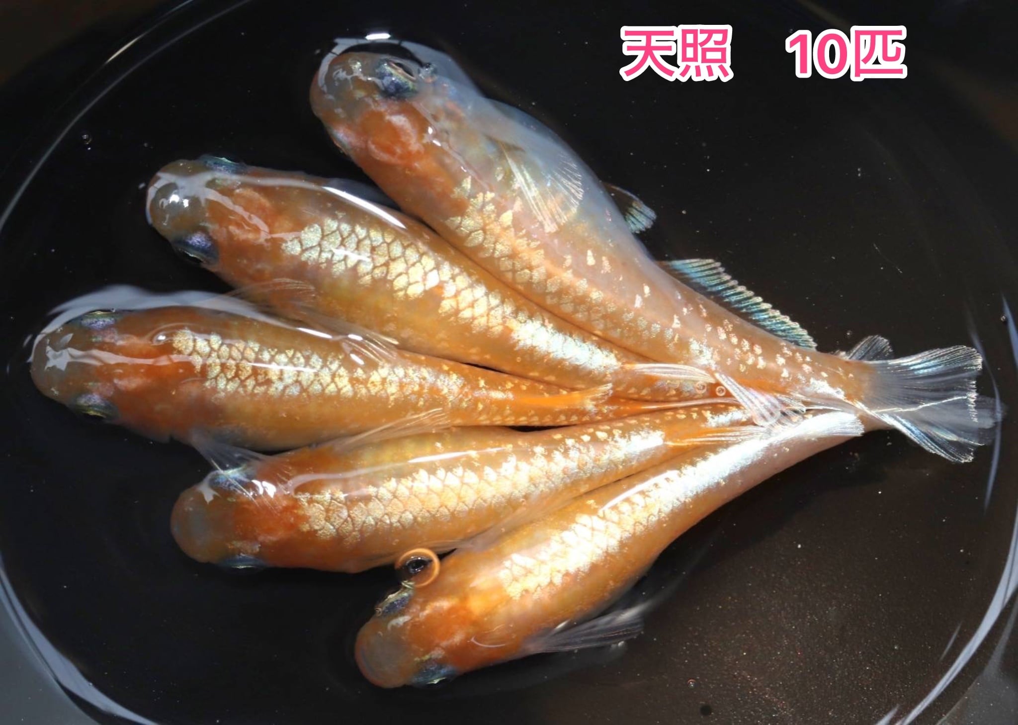 冷凍ヤワゲネズミS【50g〜59g】 | PAY ID