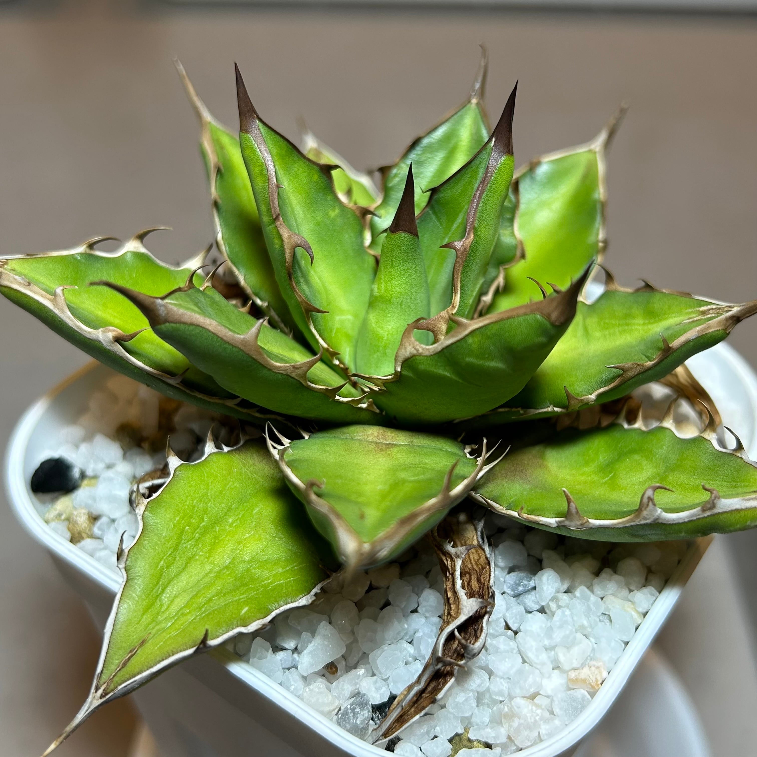 73.萬代厳竜(ロファンサ×チタノタHyb)/Agave lophantha×titanota hyb