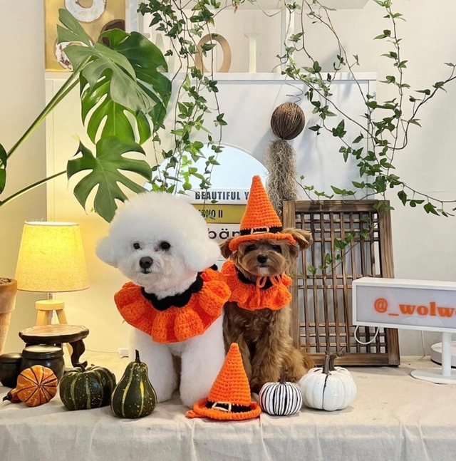 即納 ハロウィン ニットケープ / 2colors【韓国ブランドBELELE】