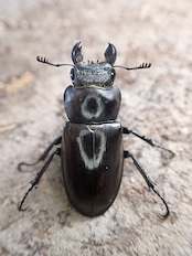 【WD】《デューベイアヌスミヤマ 33mm ♀単》