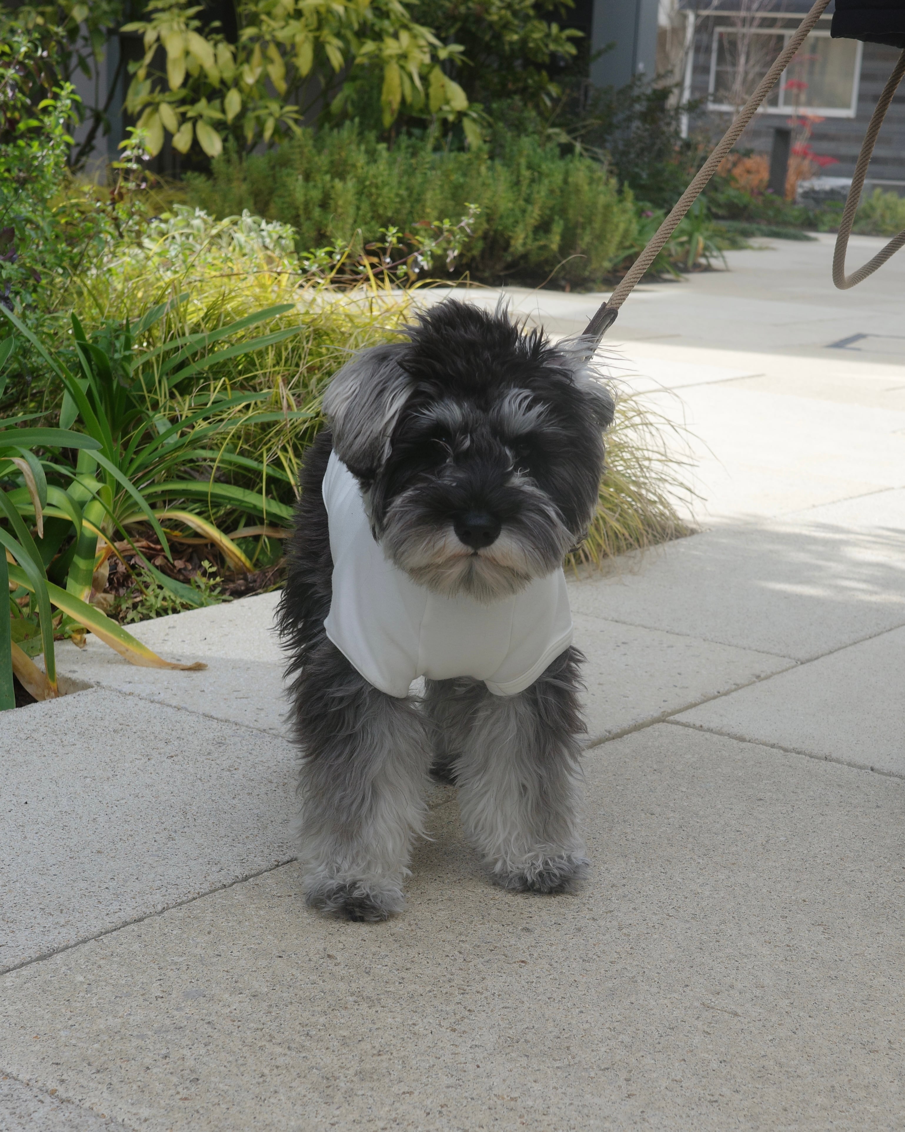neko dog Tshirts / black,white | schnauzer no neko