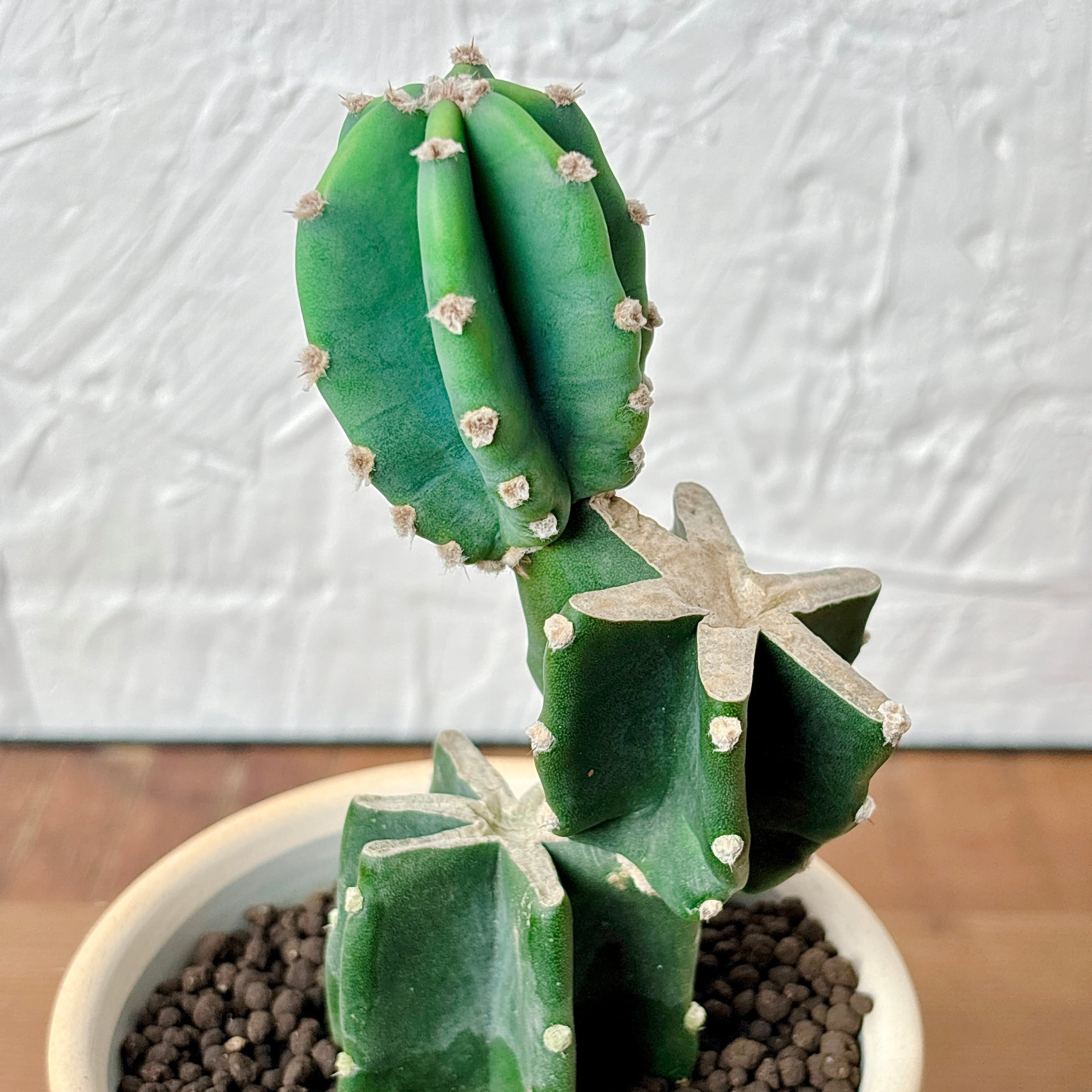 柱サボテン ブランチ [多肉植物、観葉植物] | yu25plants