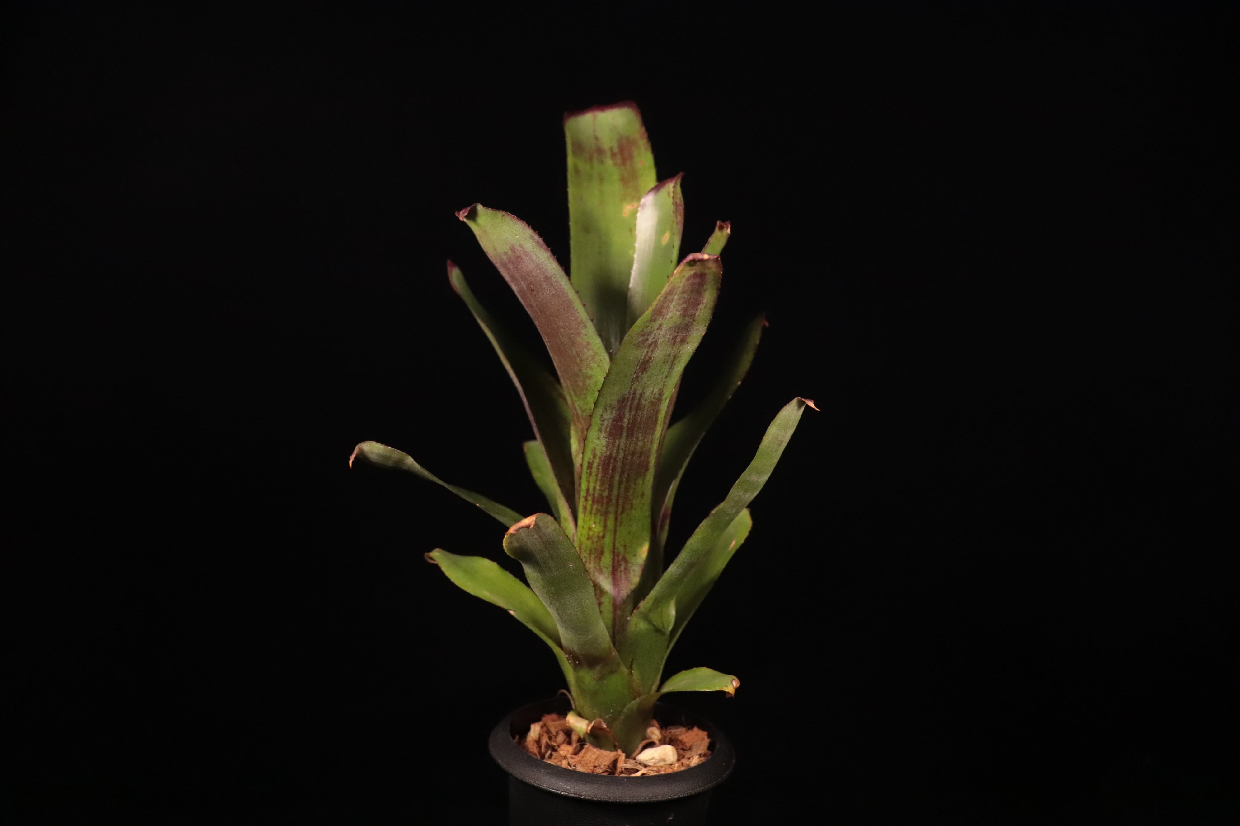 Aechmea nudicaulis 'Xavante'〔エクメア〕A123-1 | plane plants