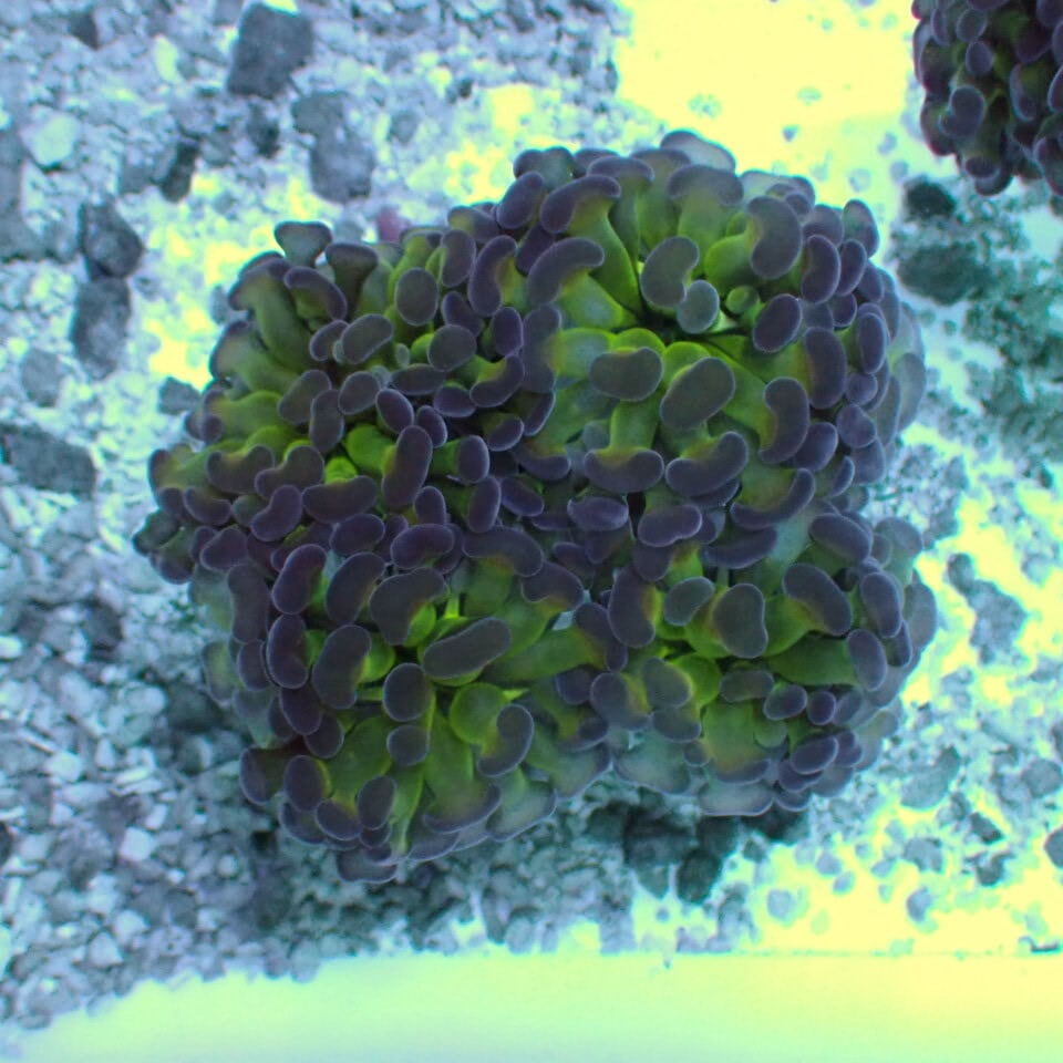 天然ライブロック Sグレード 1kg | HOUSE REEF(ハウスリーフ