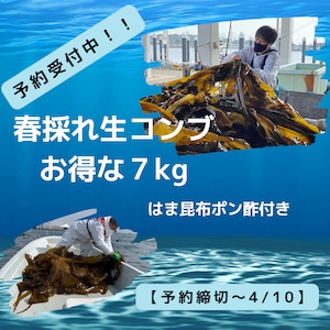 2024年 春採れ 生コンブ お得な7kg はま昆布ポン酢付き【※予約締切～4/10】