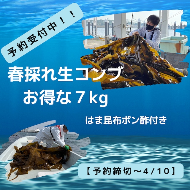 2024年 春採れ 生コンブ 『お得な7kg 』はま昆布ポン酢付き【※予約締切～4/10】