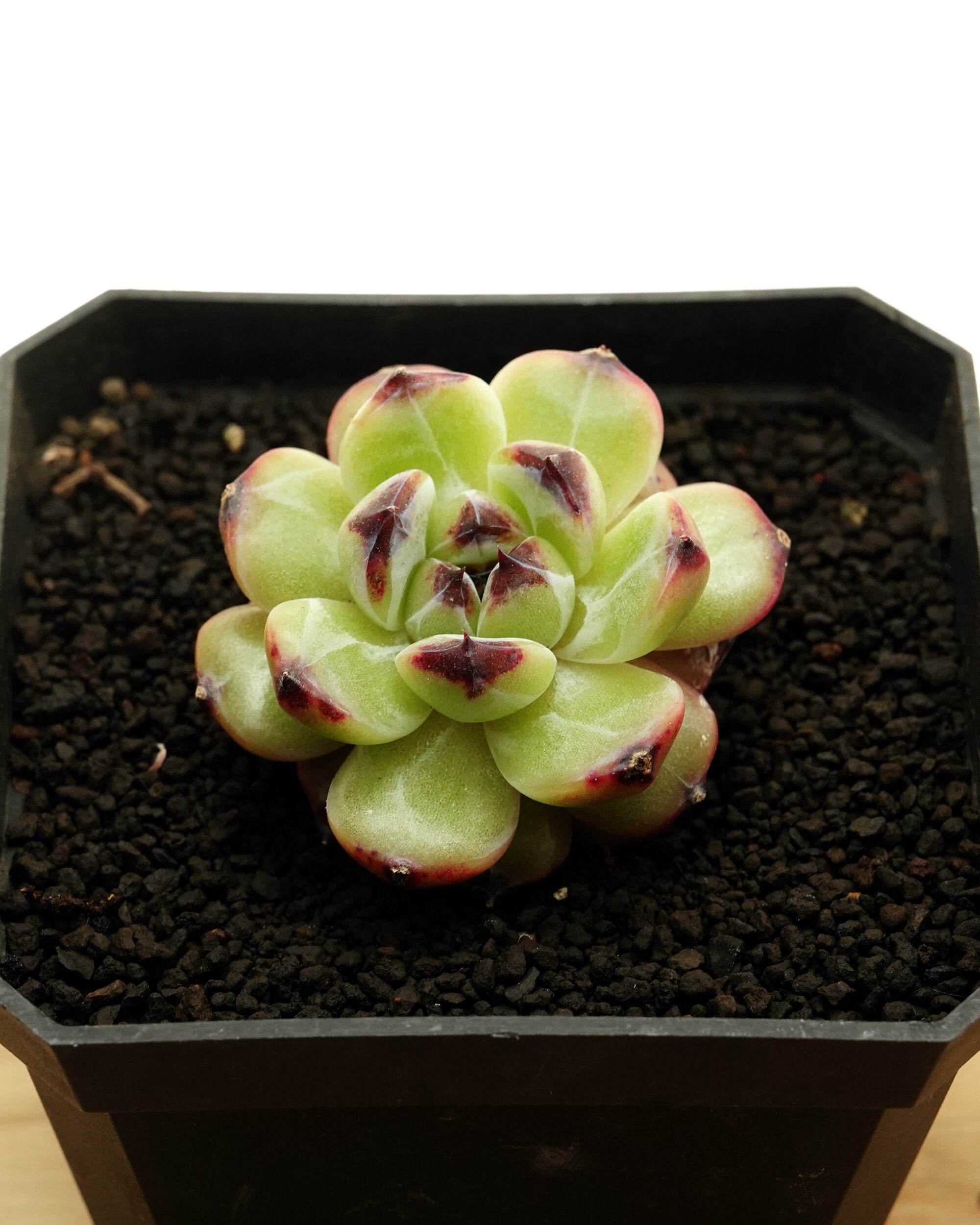 ブラックピル◎多肉植物 カット苗 輸入苗 エケベリア等 発根済カット苗 ブラックピル Echeveria 'Black Pill' | PUKUBOOK