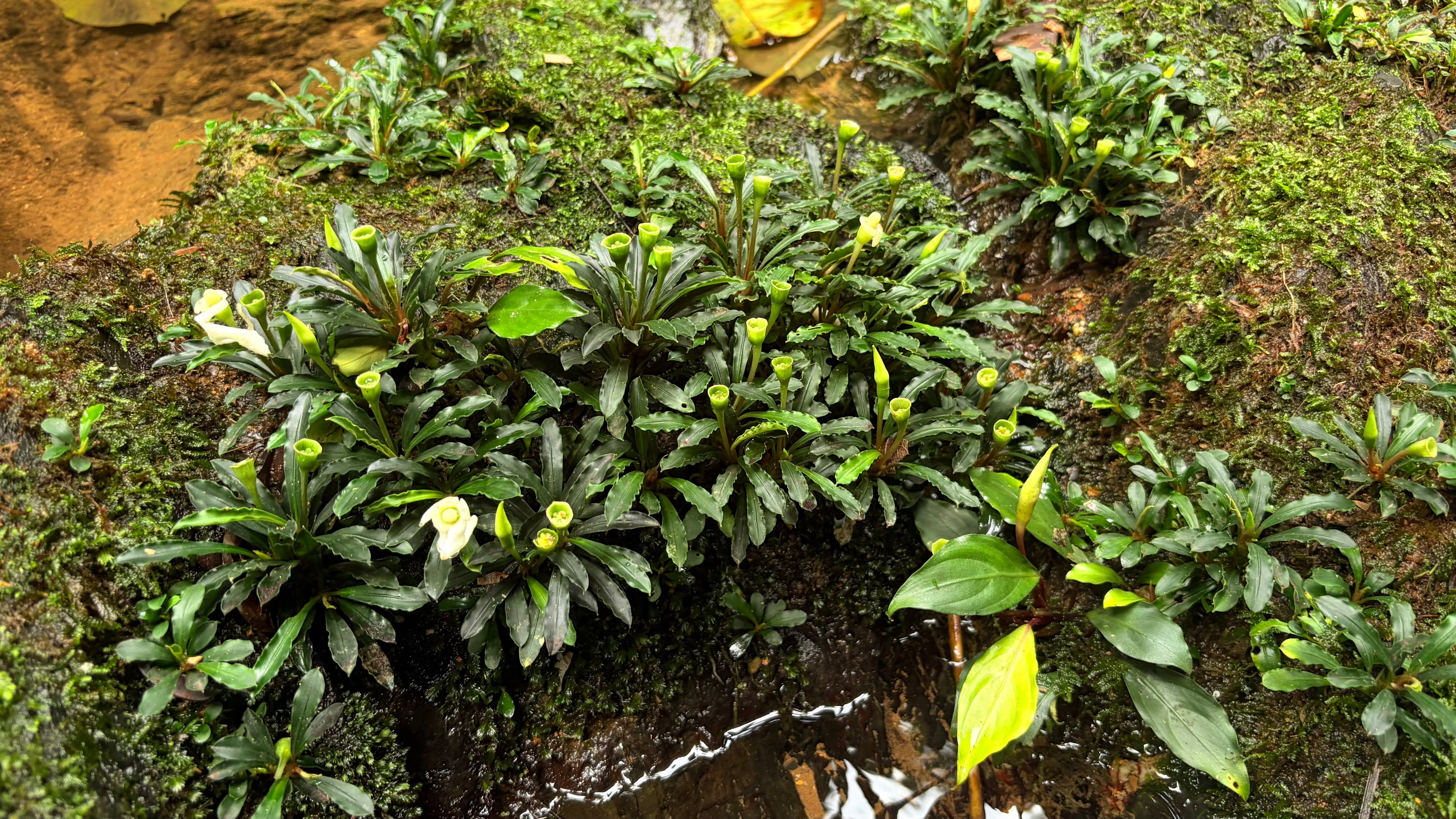 ブセファランドラ YEEYZさん専用 Bucephalandra ブセファランドラ | 熱帯雨林植物専門店 トイ吉園芸