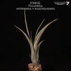 【送料無料】intermedia × paucifolioides〔エアプランツ〕現品発送T3812