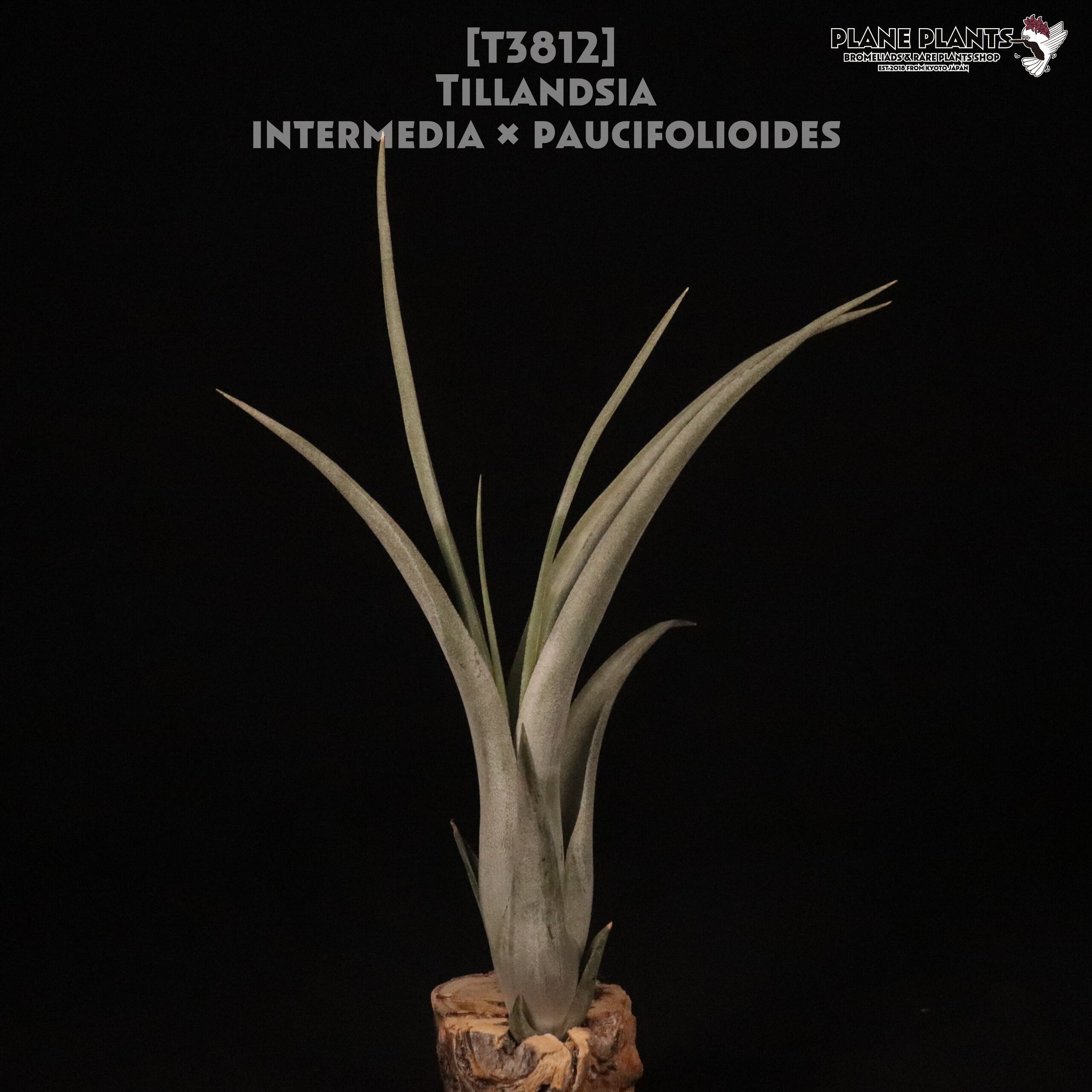 【送料無料】intermedia × paucifolioides〔エアプランツ〕現品発送T3812