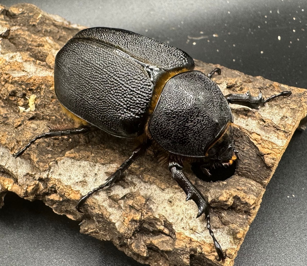 《サタンオオカブト 93mm ペア》