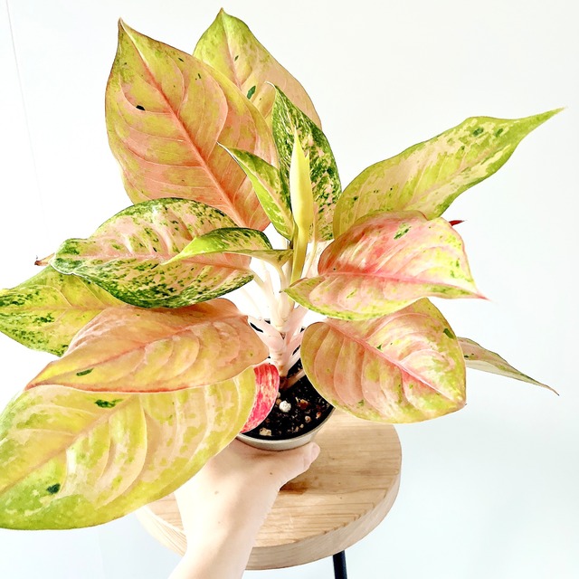 アグラオネマ プラカイペットレッド 華やかに彩る観葉植物