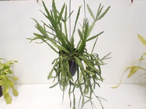 Rhipsalis micrantha　３．５号　吊り鉢