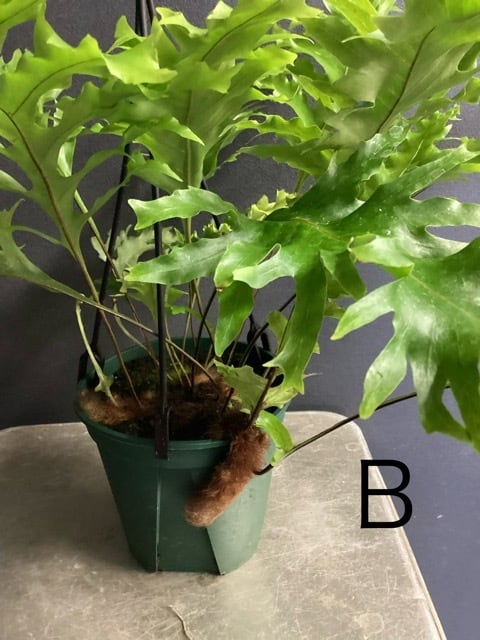 ドリナリア クエルシフォリア シダ植物 着生植物 観葉植物【おしゃれ