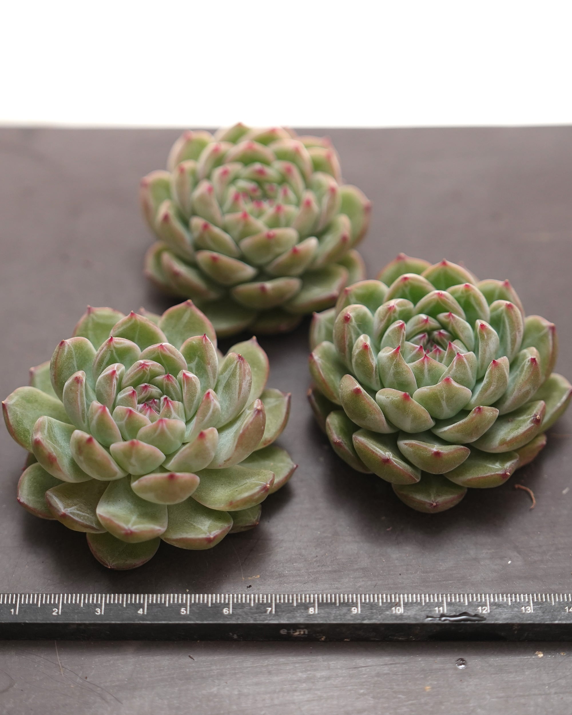 カット苗 スノーフレークジェニー Echeveria 'Snowflake Jenny