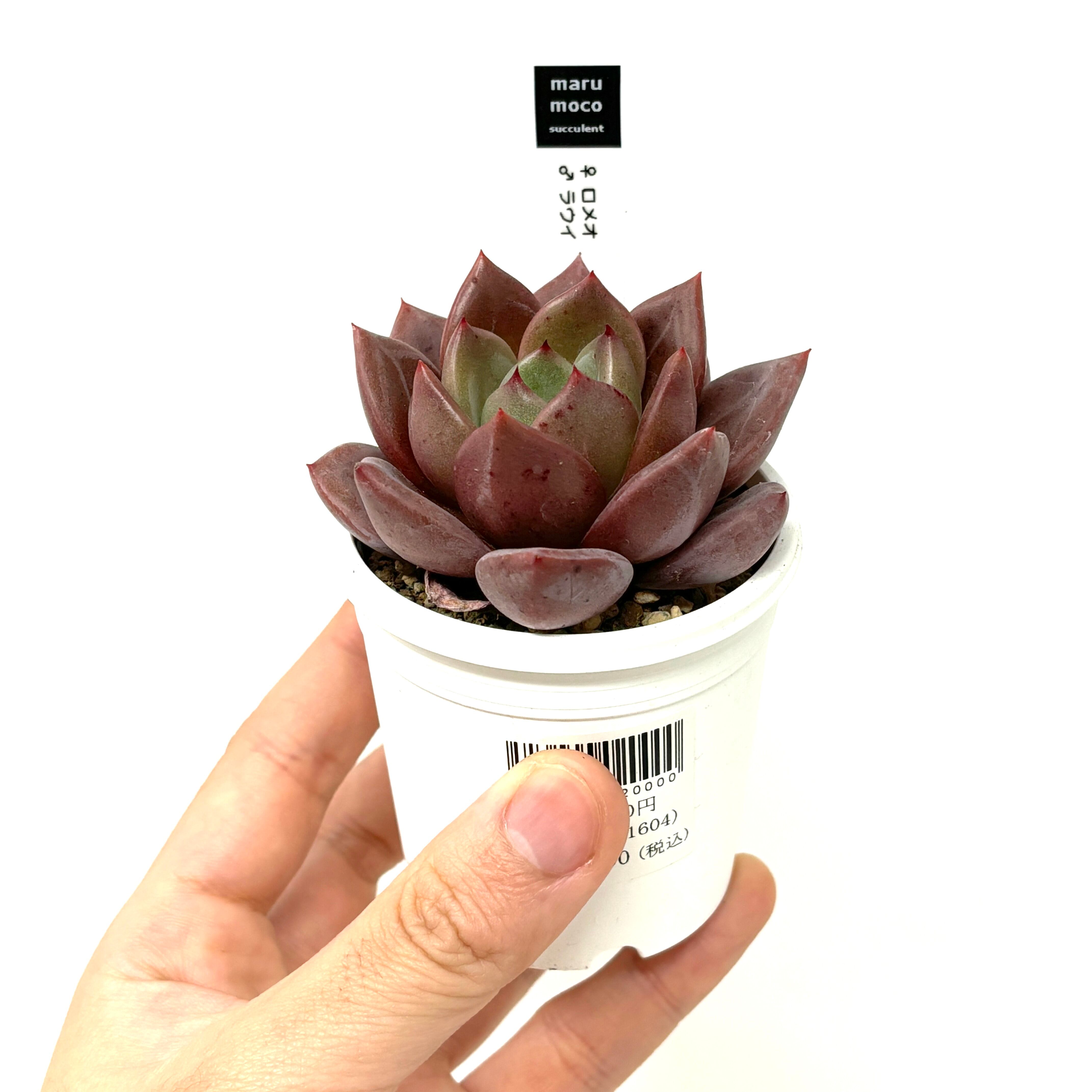 多肉植物 ぼのぼのさん苗 ぼの交配 選抜苗 ロメオ× ラウイ 札付き 極美個体