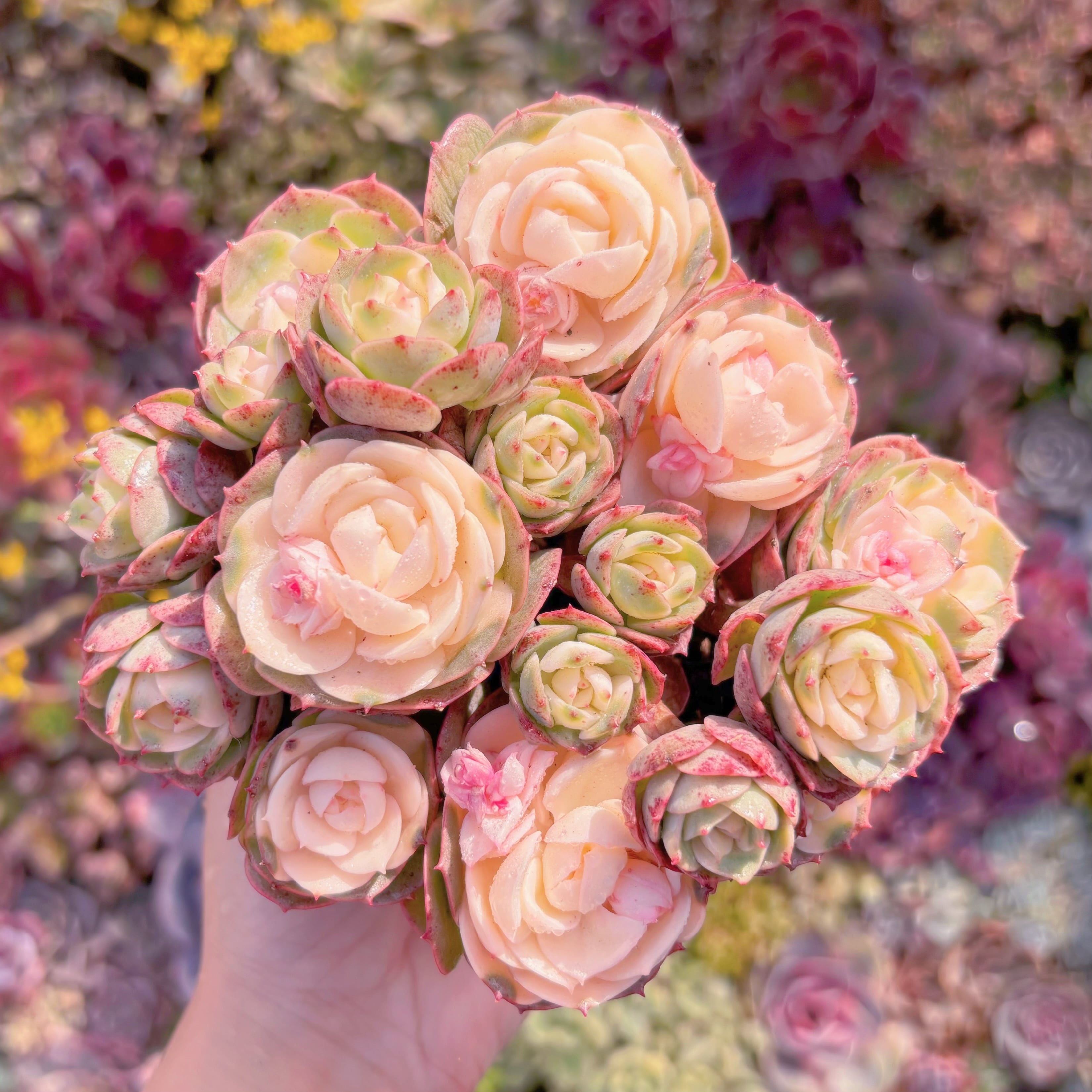 現品　イタリアローズ錦#A018　新入荷　るる農園