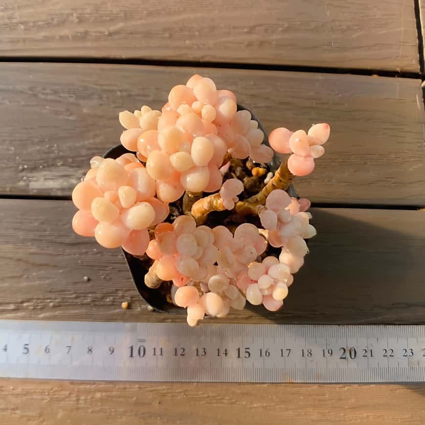 農園直売 多肉植物 寄せ植え パープルディライト覆輪錦（単） 抜き苗