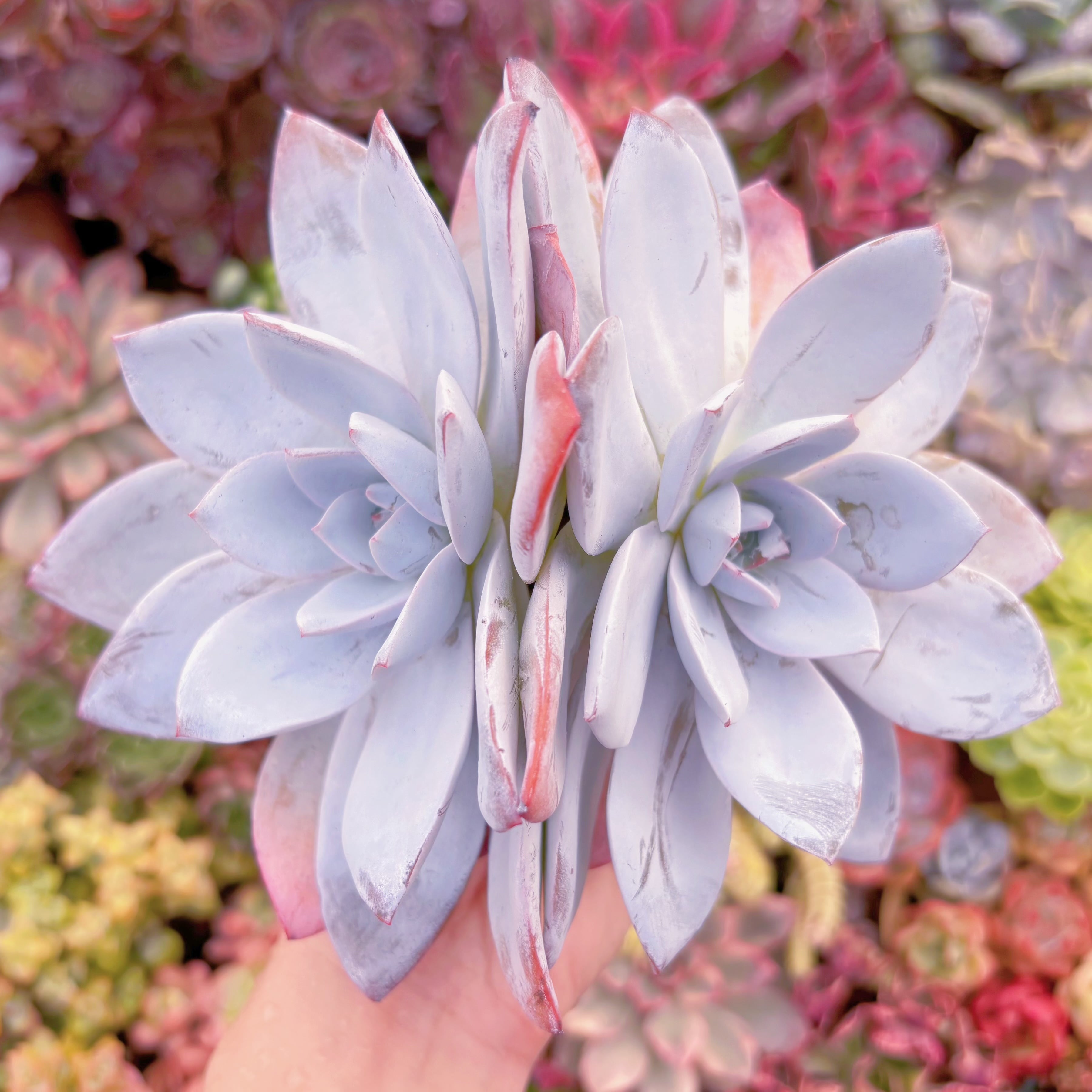 現品　白蓮#E07　大群生　るる農園