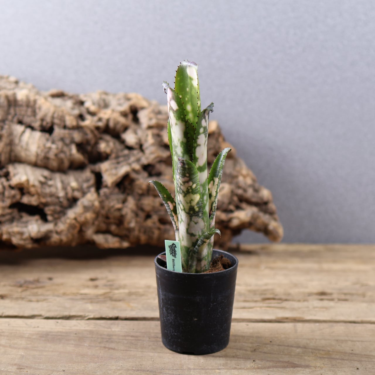 ALL ITEM | MARX PLANTS | 観葉植物・多肉植物・塊根植物