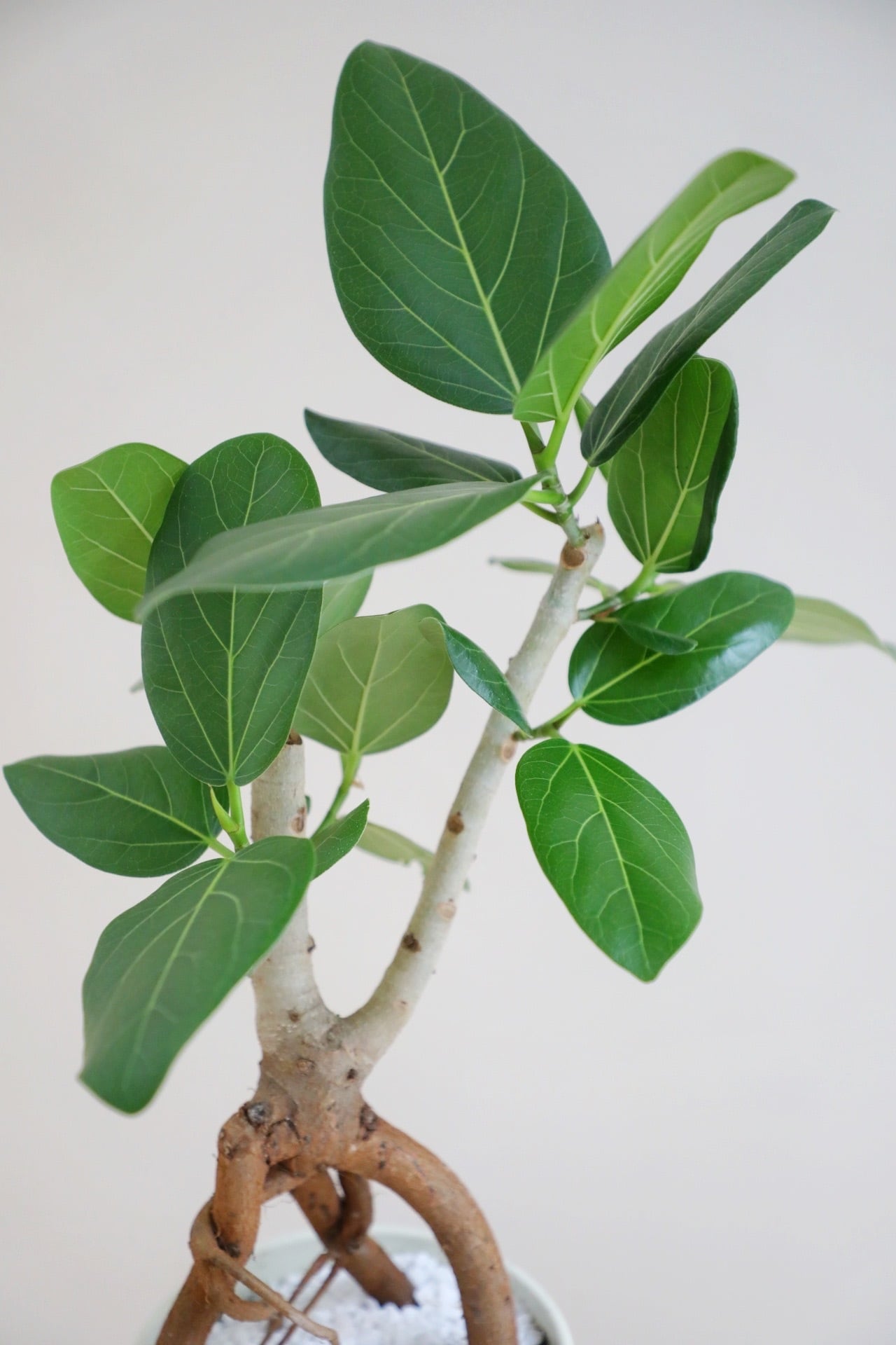 M】フィカス ベンガレンシス/Ficus | 【厳選植物・器】MIDORI DOUMEI