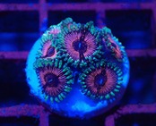 Zoanthus Pink 1