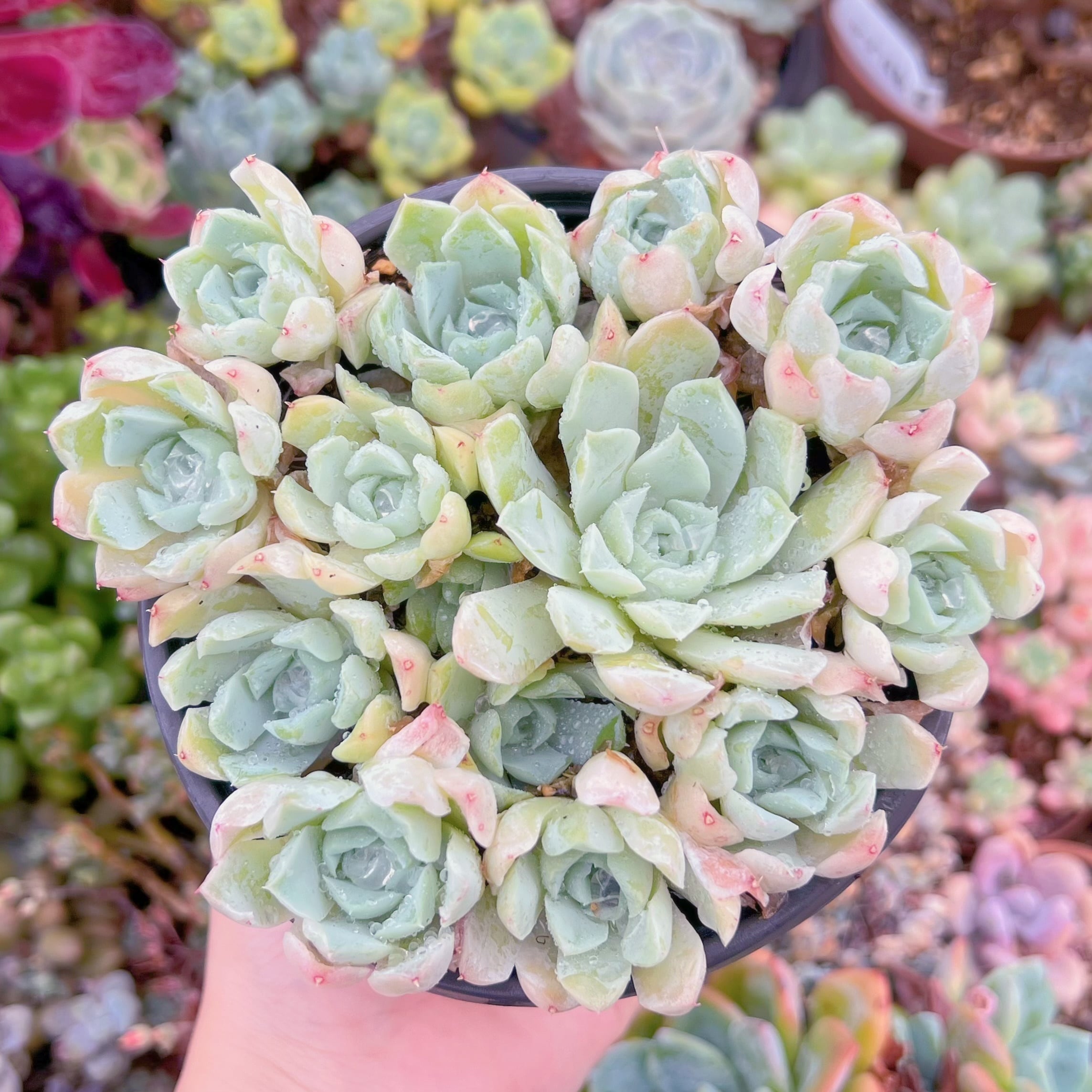 現品　 薔薇月影#794　古株　るる農園