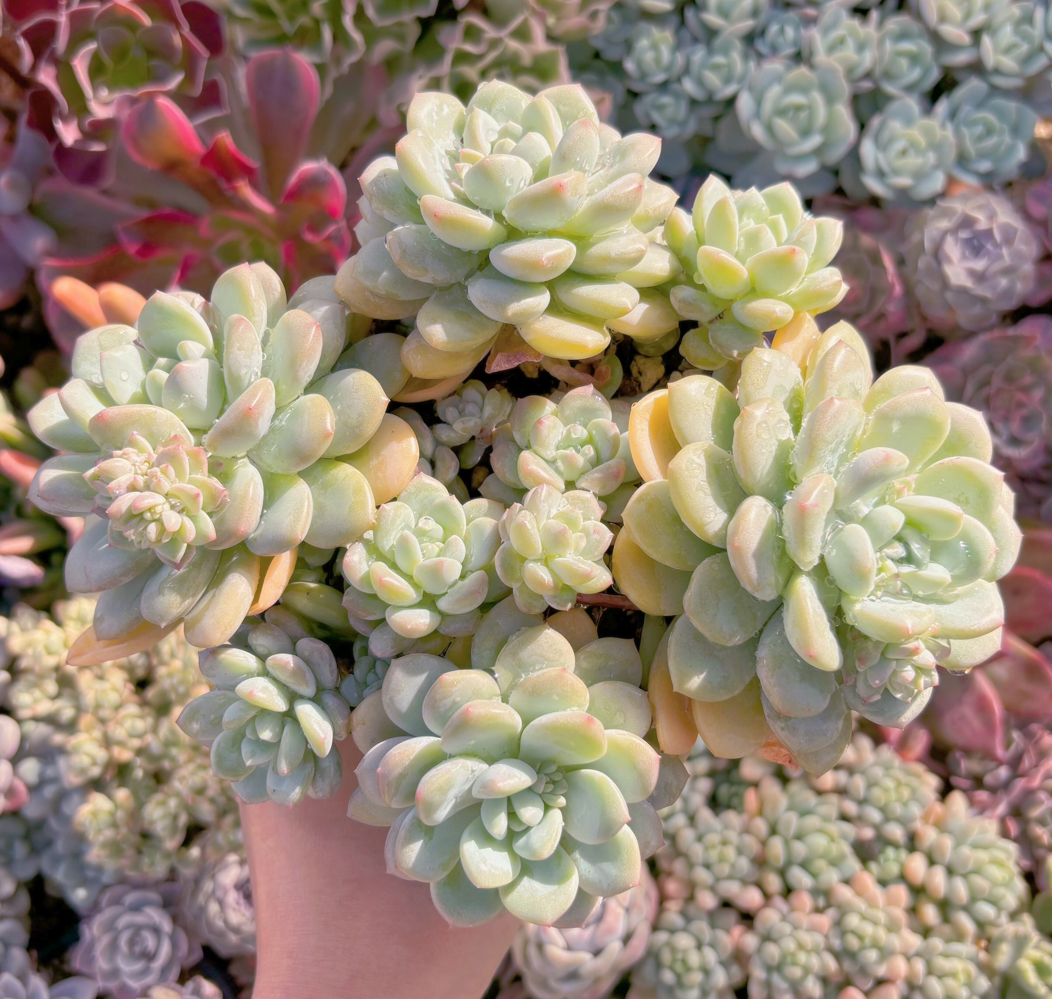 現品　玉兎#1118　特大群生　るる農園