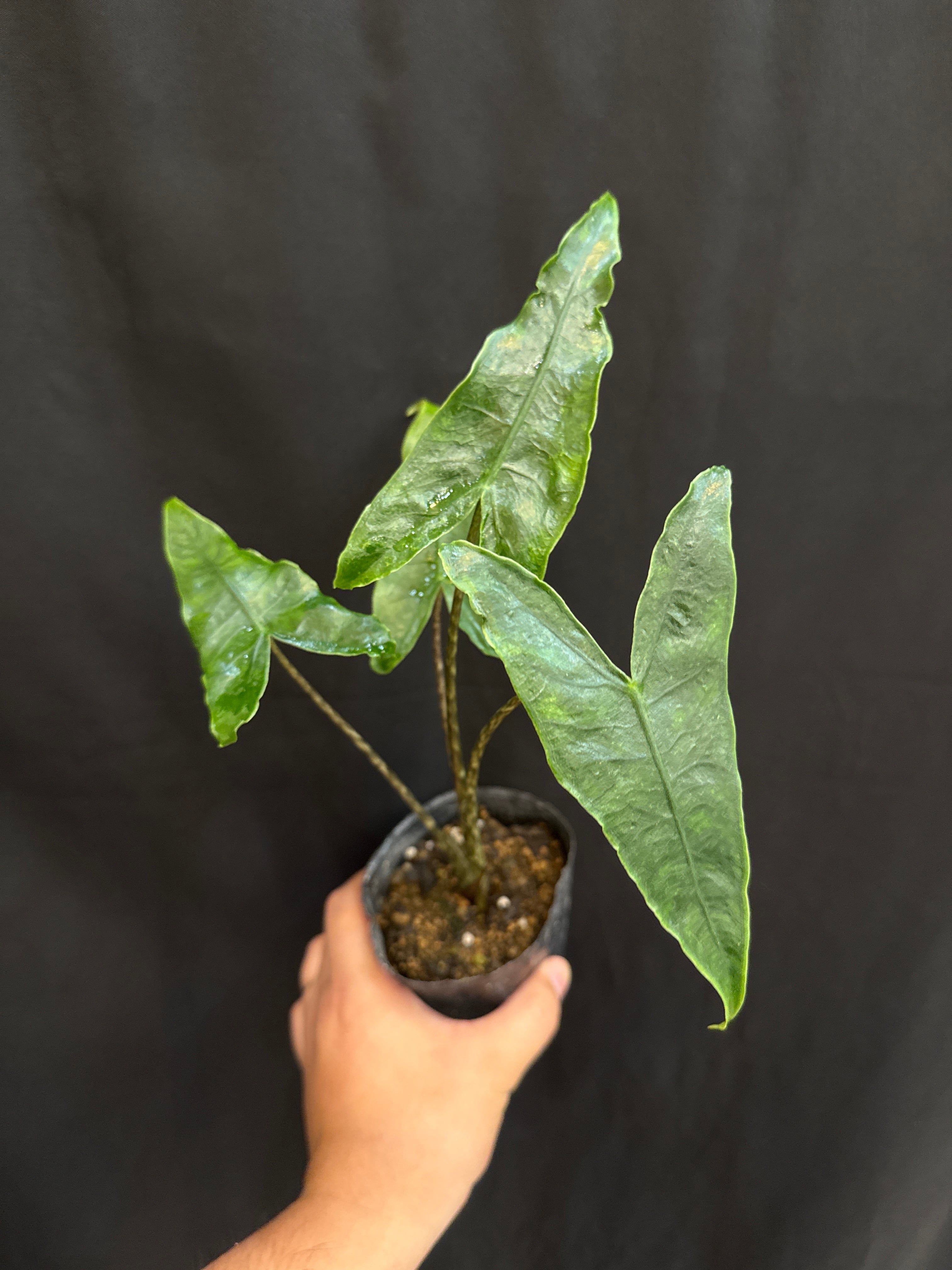 アロカシア ゼブリナ 'レティクラータ' | Gardenえん 【観葉熱帯植物】