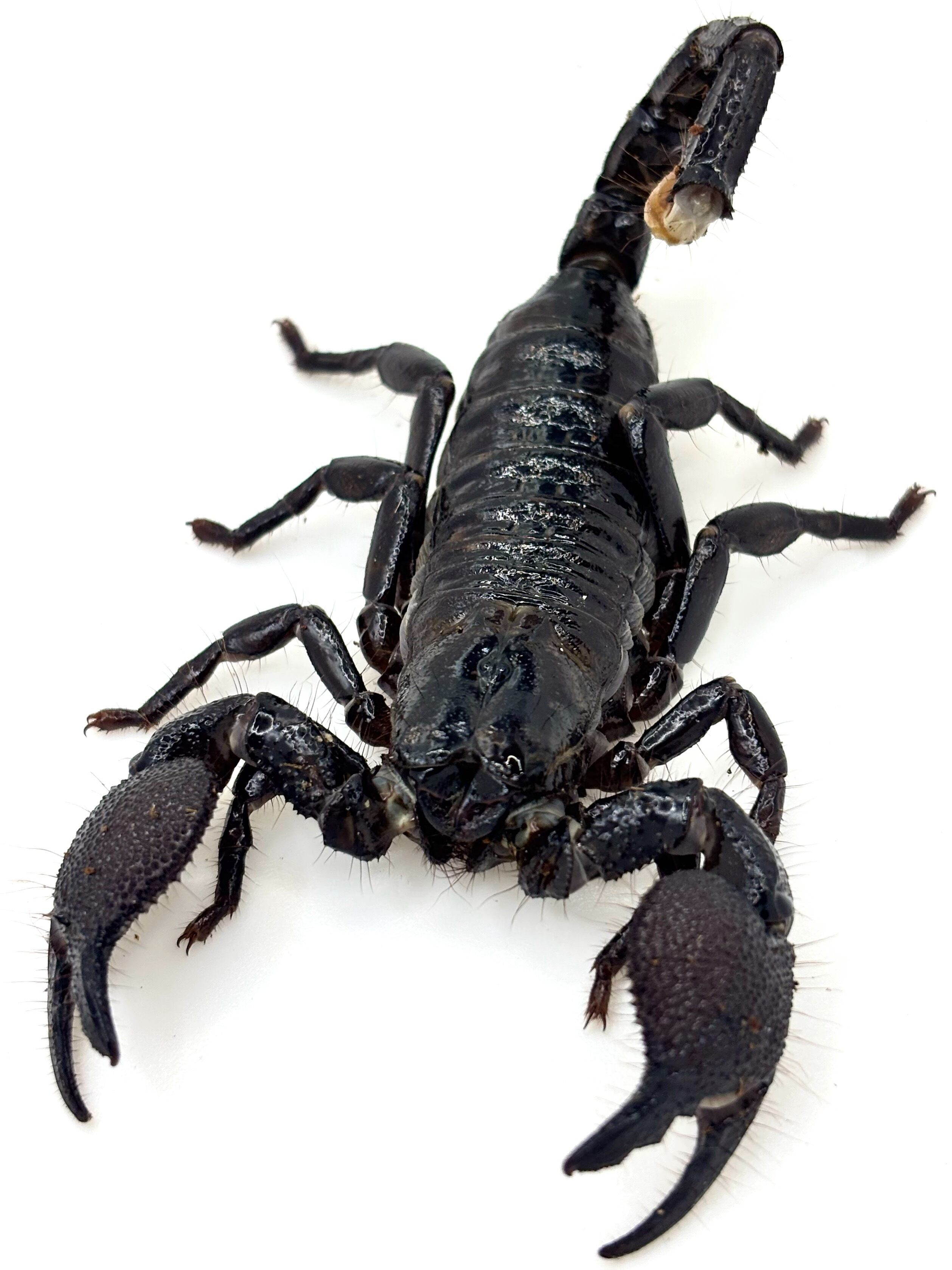 ダイオウサソリ♂⑤ 1匹 | まるころ商店〜まるくてころころした生き物