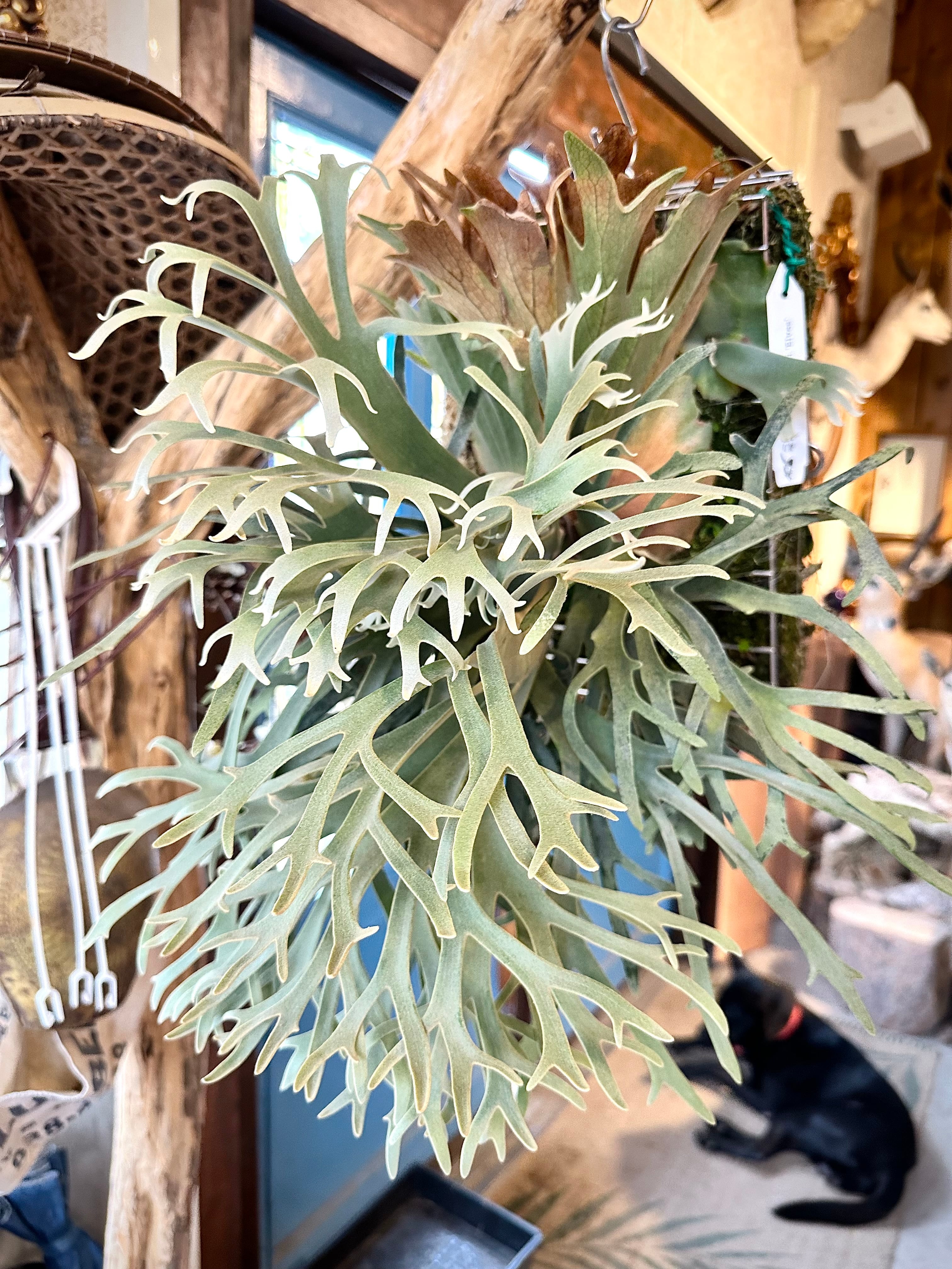 Platycerium_ビカクシダ | vandaka plants