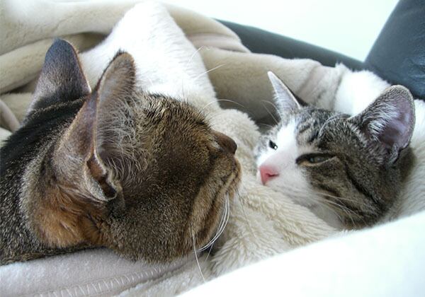 猫 ポストカード The Cat who....ニョキ ニョキ オニャンコポン 10x14.8センチ(cm)官製はがきサイズ 猫写真 はがき ねこ葉書 ネコハガキ Postcard アイとちび ジェリー