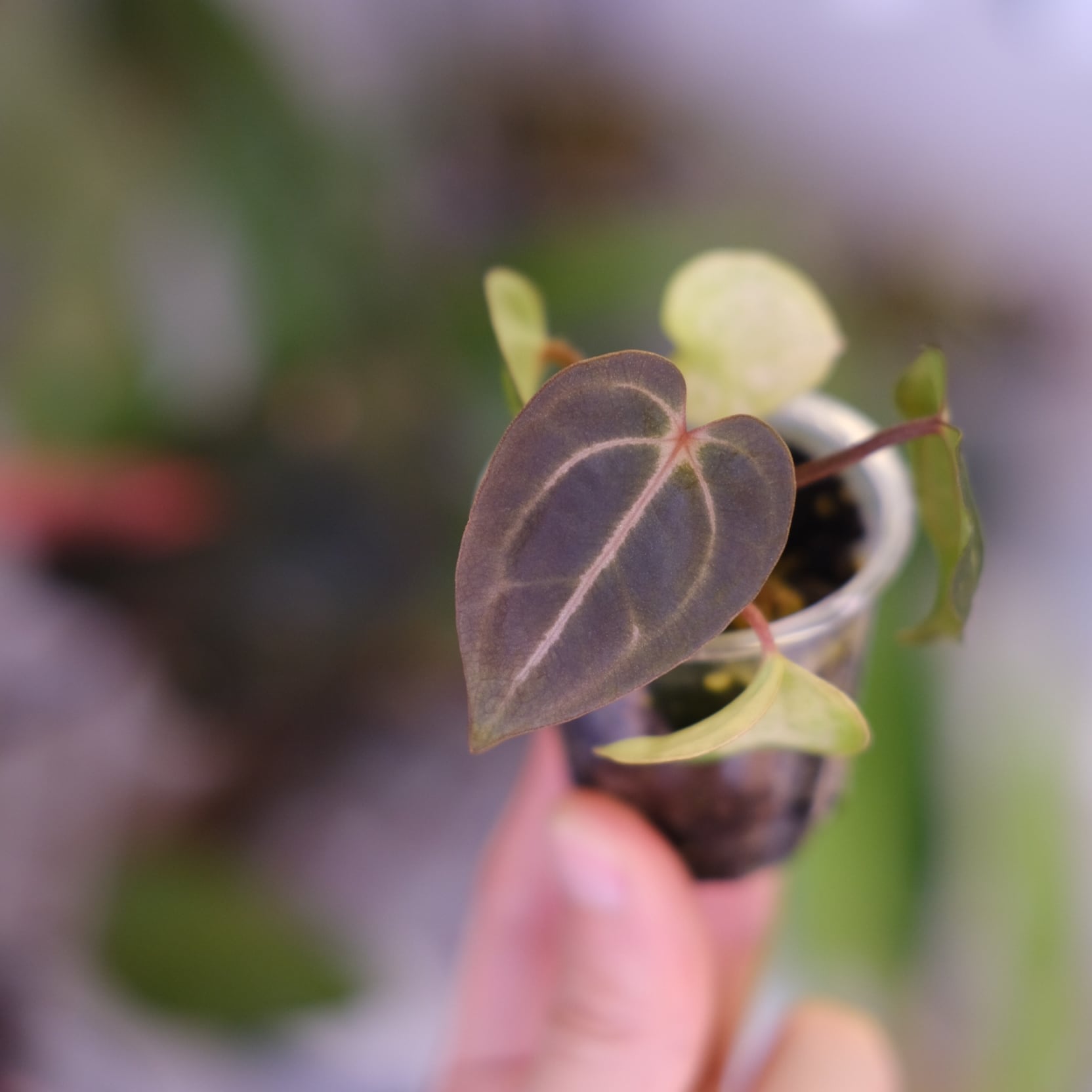 Anthurium Carlablackiae 