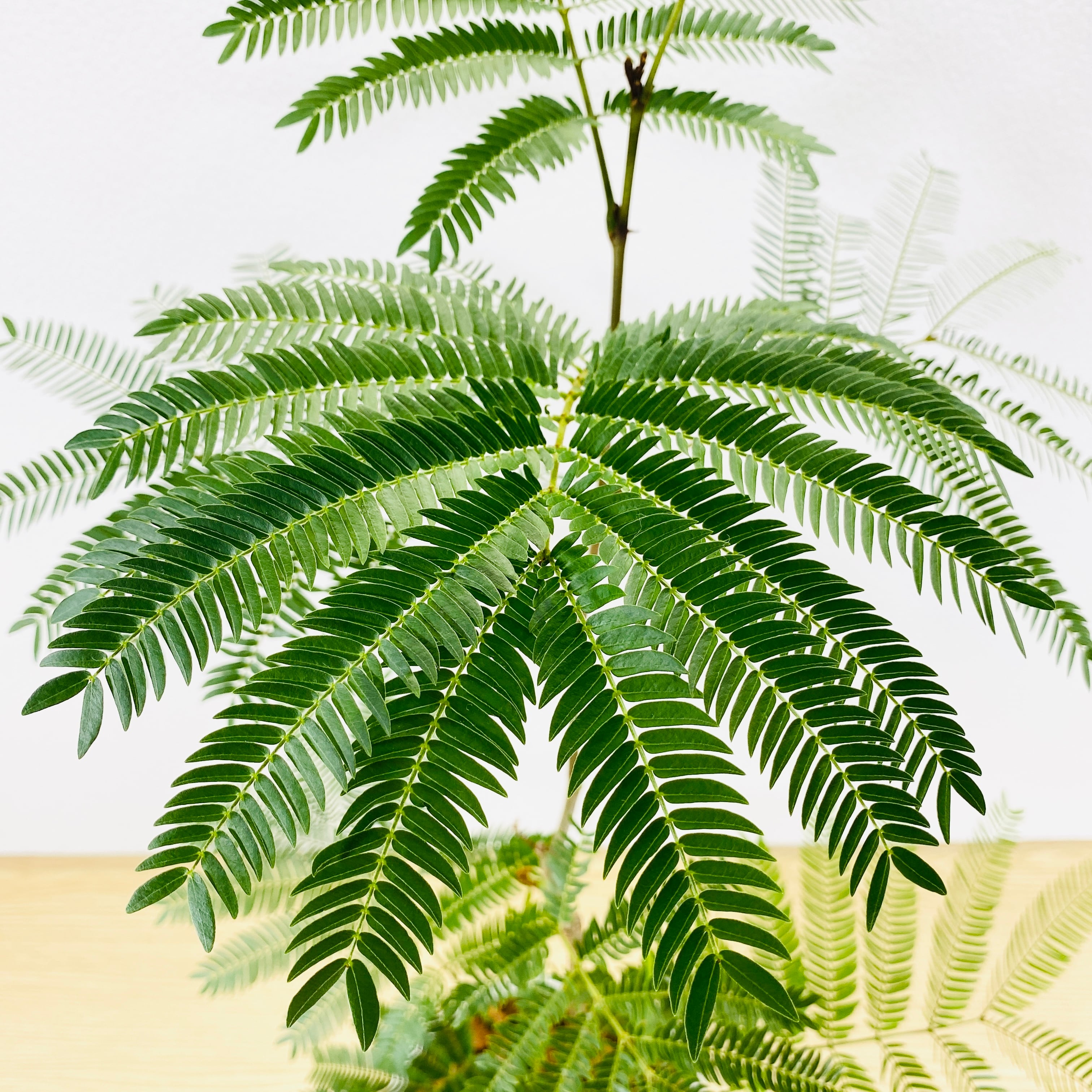 エバーフレッシュ （ネムノキ） [観葉植物・1点もの] | Herbree・観葉