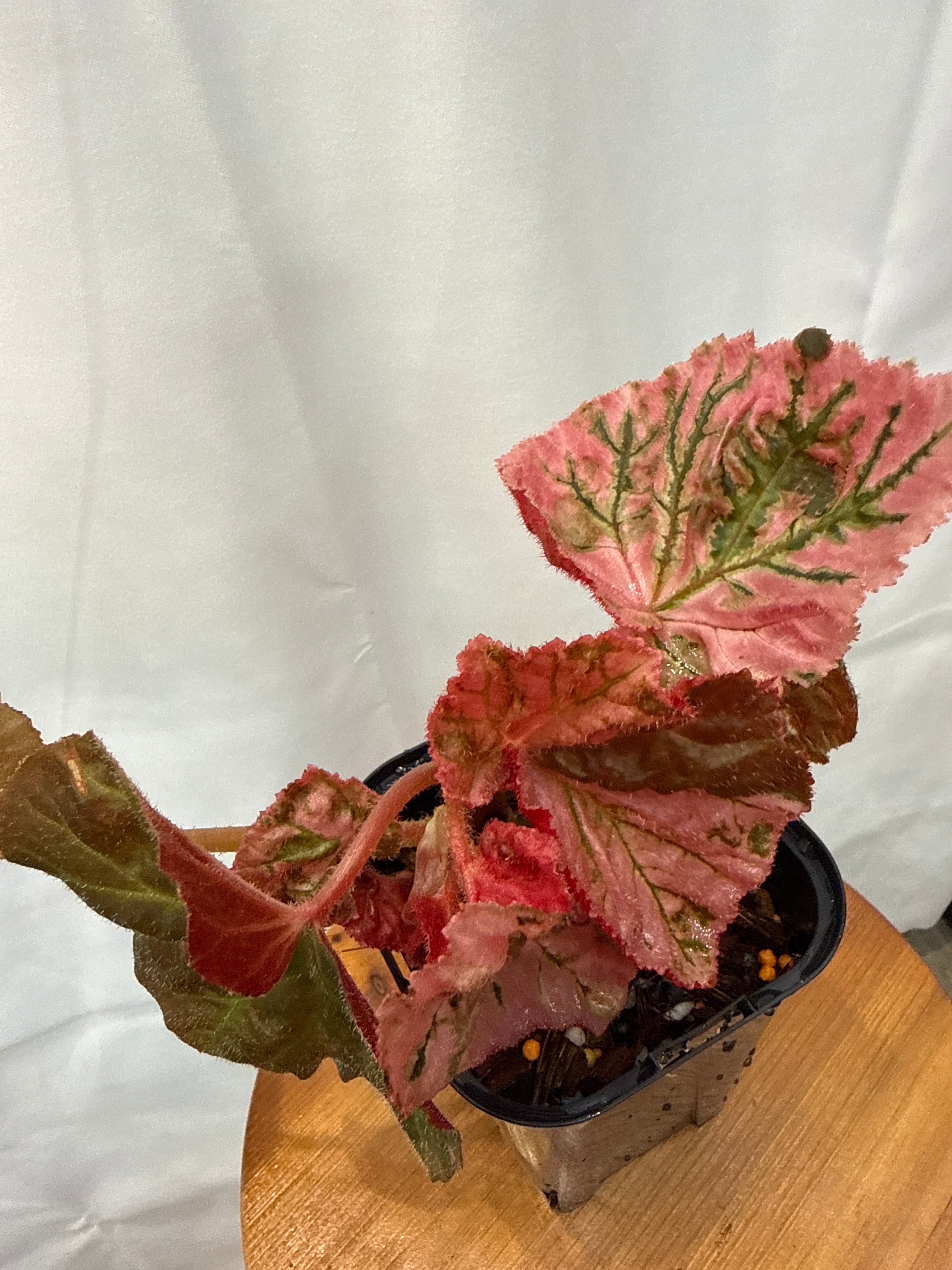 専用　超希少❣️Begonia ベゴニア 'デインティ・スプレー' スポーツ斑入り 専用 超希少❣️Begonia ベゴニア 'デインティ・スプレー' スポーツ