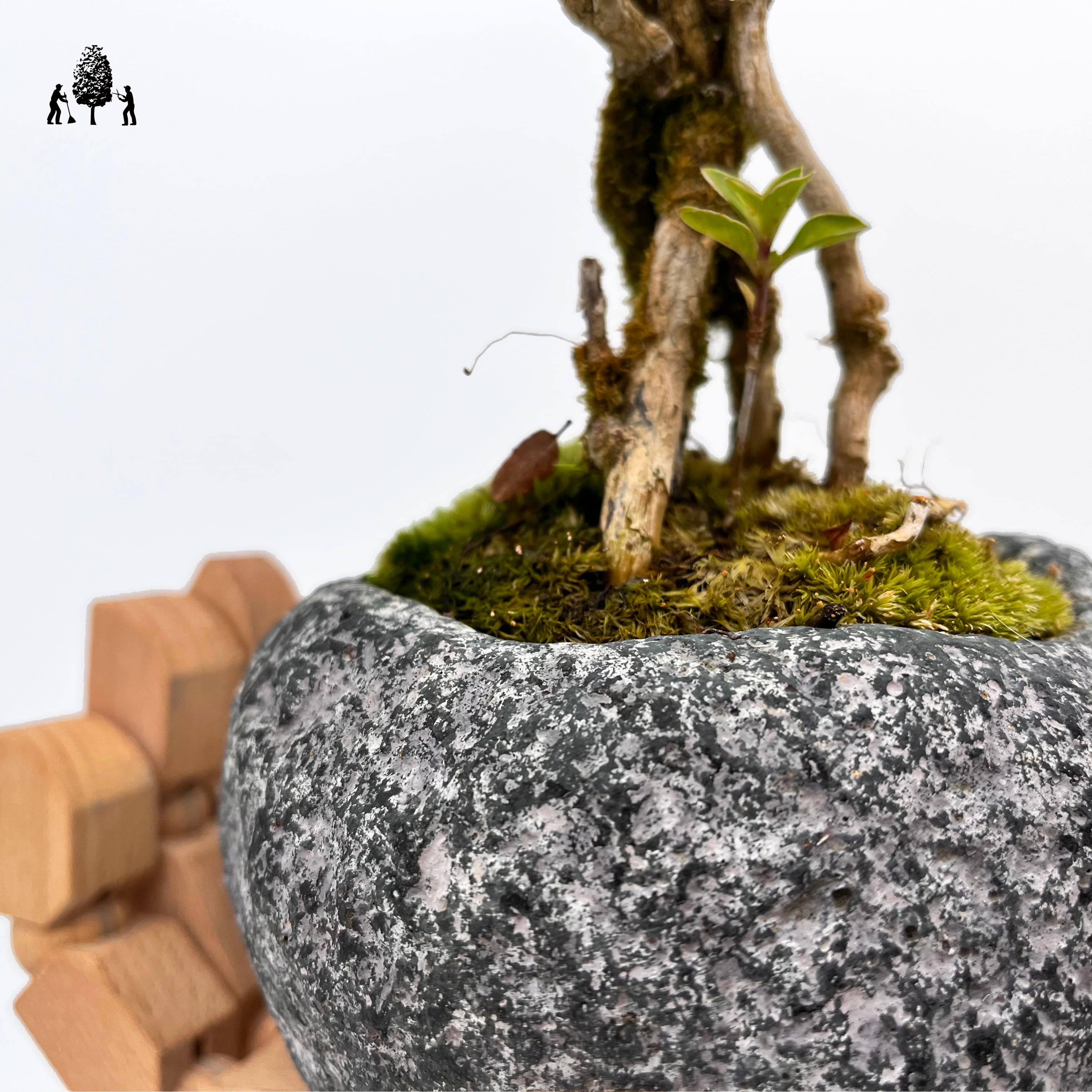 シチョウゲ根上石鉢 | Just boning Premium Bonsai by Season's Green