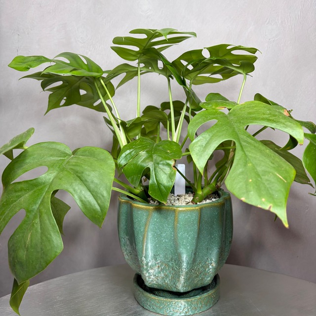 ヒメモンステラ 観葉植物 植え込み
