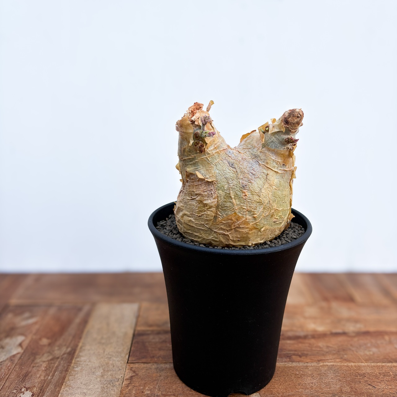 Cyphostemma uter var. macropus【キフォステンマ・ウター・マクロプス】