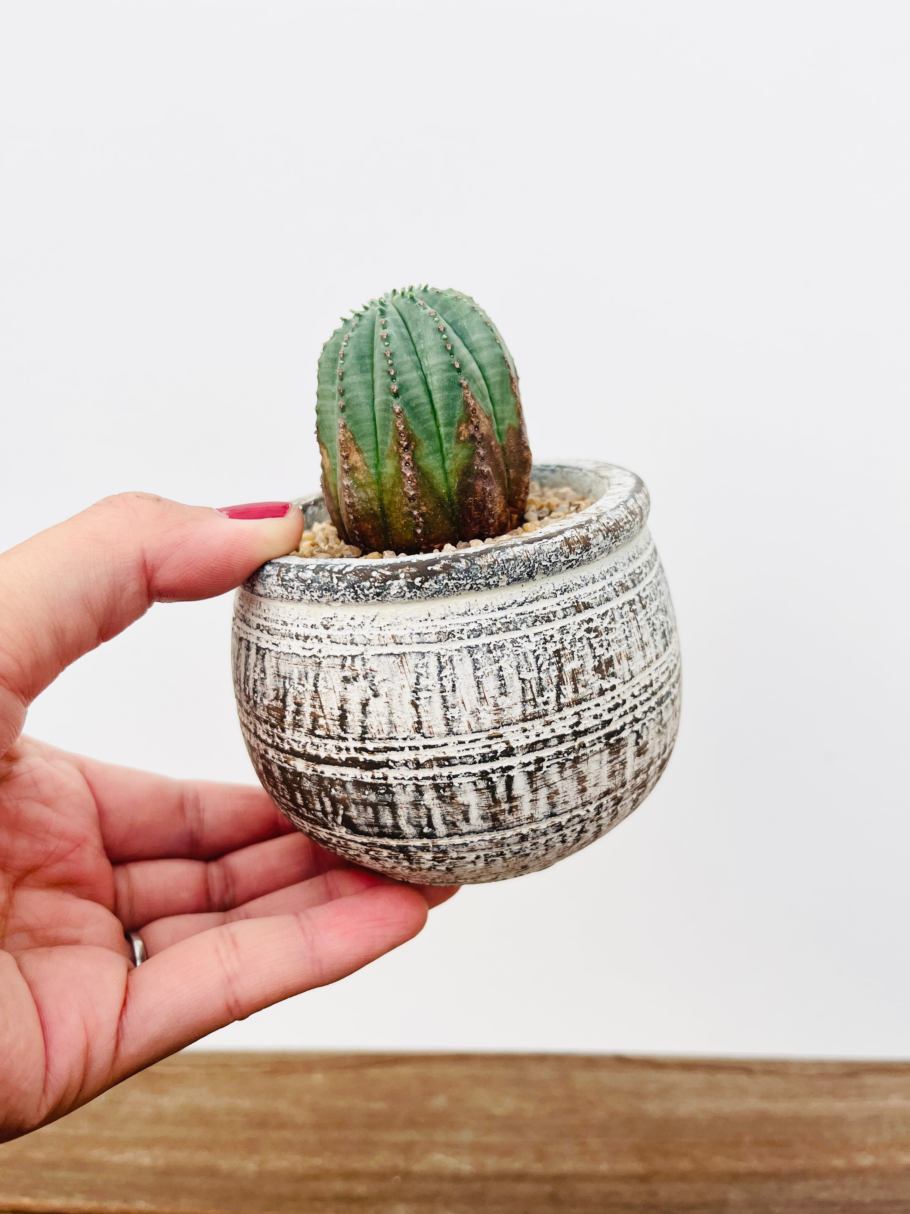 ◇ユーフォルビア オベサ梵天錦 斑入り◇サボテン・多肉植物◇CACTI7 