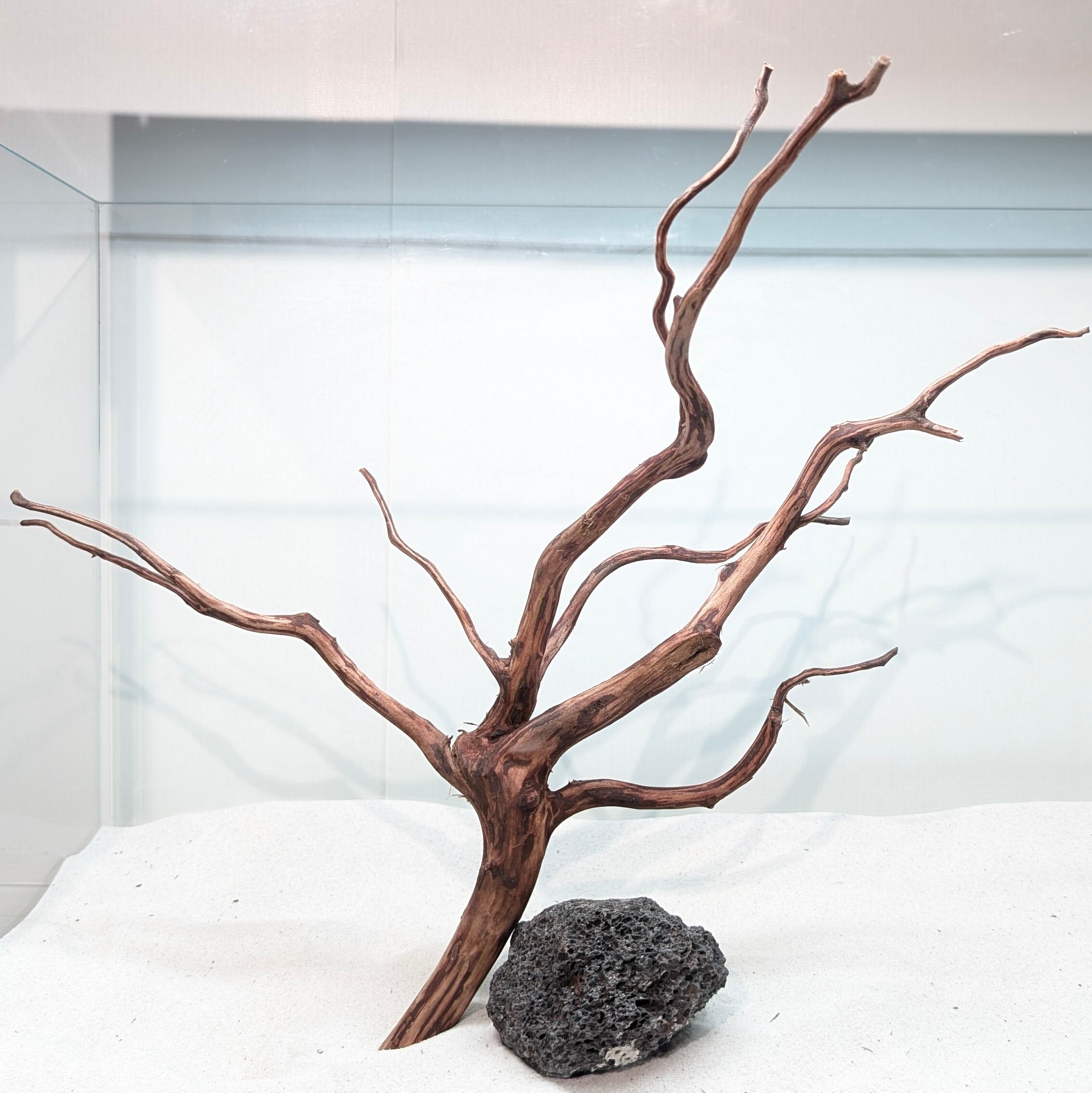 スマトラブランチウッド【SBC117】流木 アクアリウム 水槽 熱帯魚