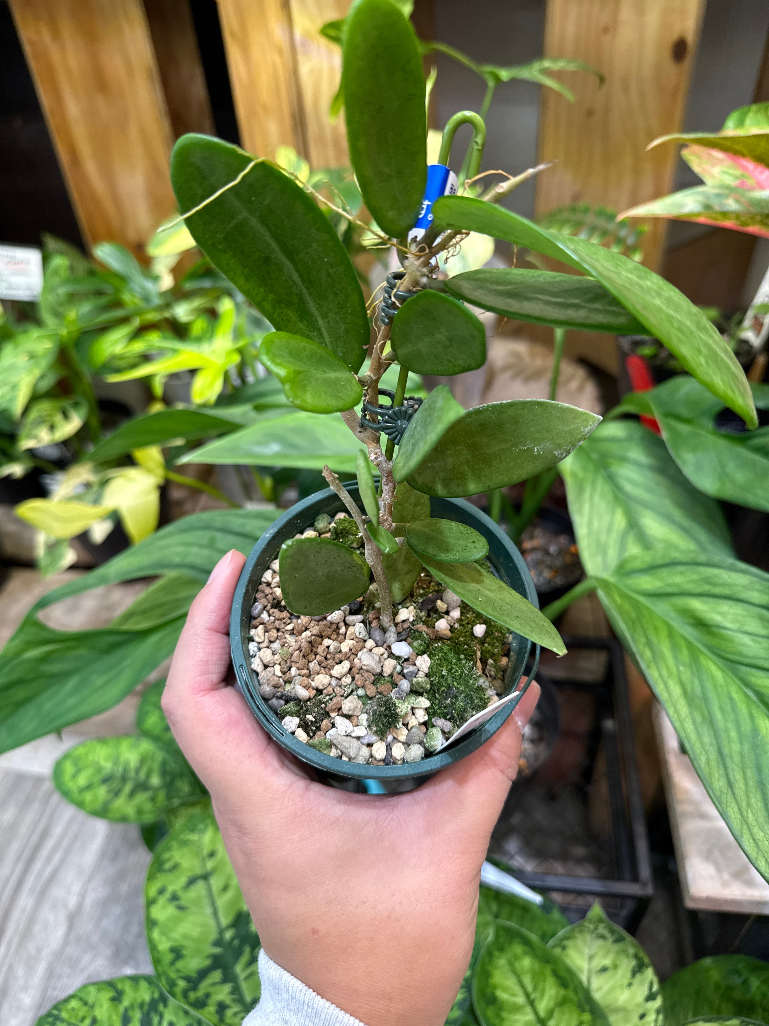 ホヤ・ディスキディア・洋蘭等 | Gardenえん 【観葉熱帯植物】