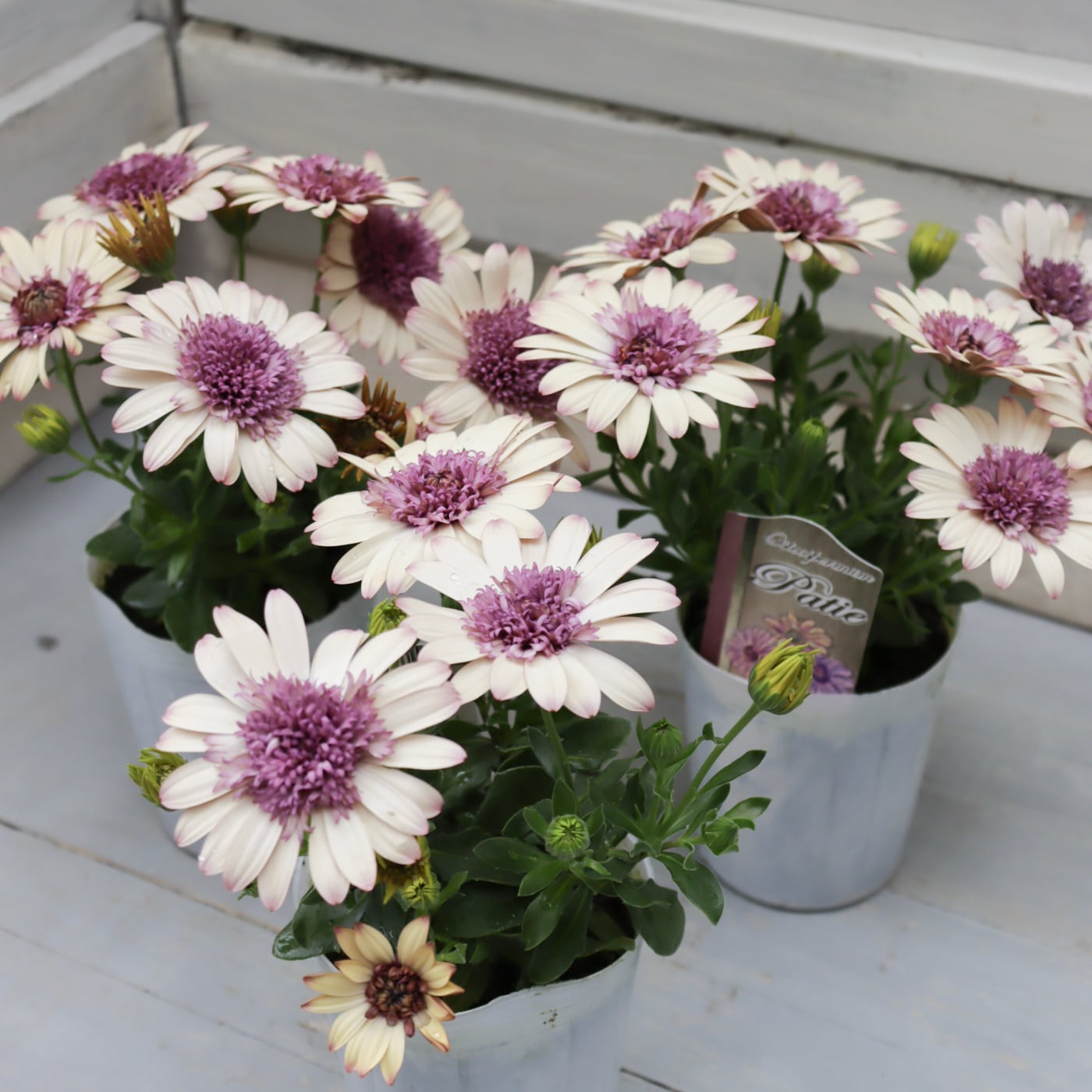 Green heartꕥオンラインショップ