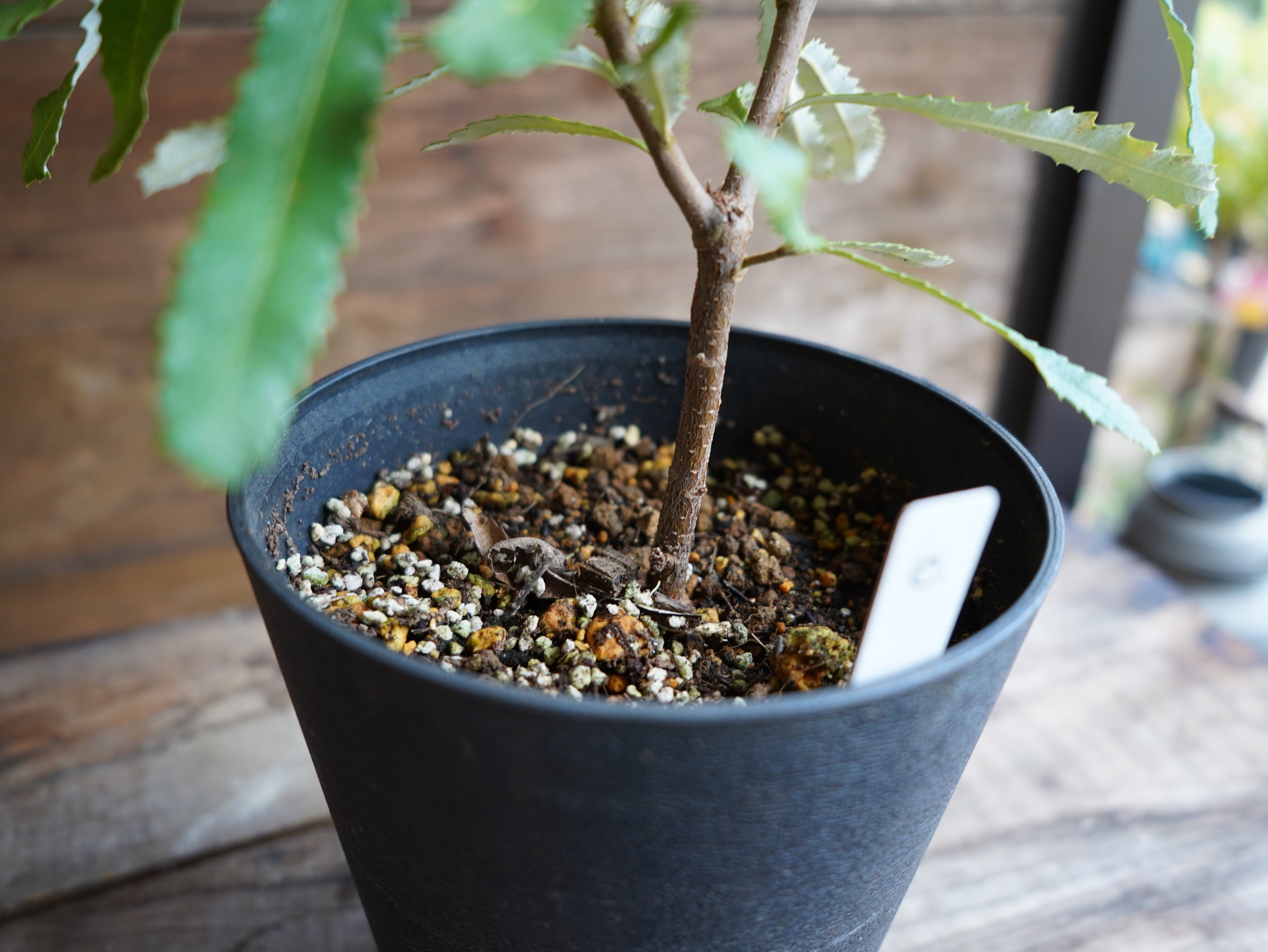 【現物】バンクシア　”オブロンギフォリア”　C