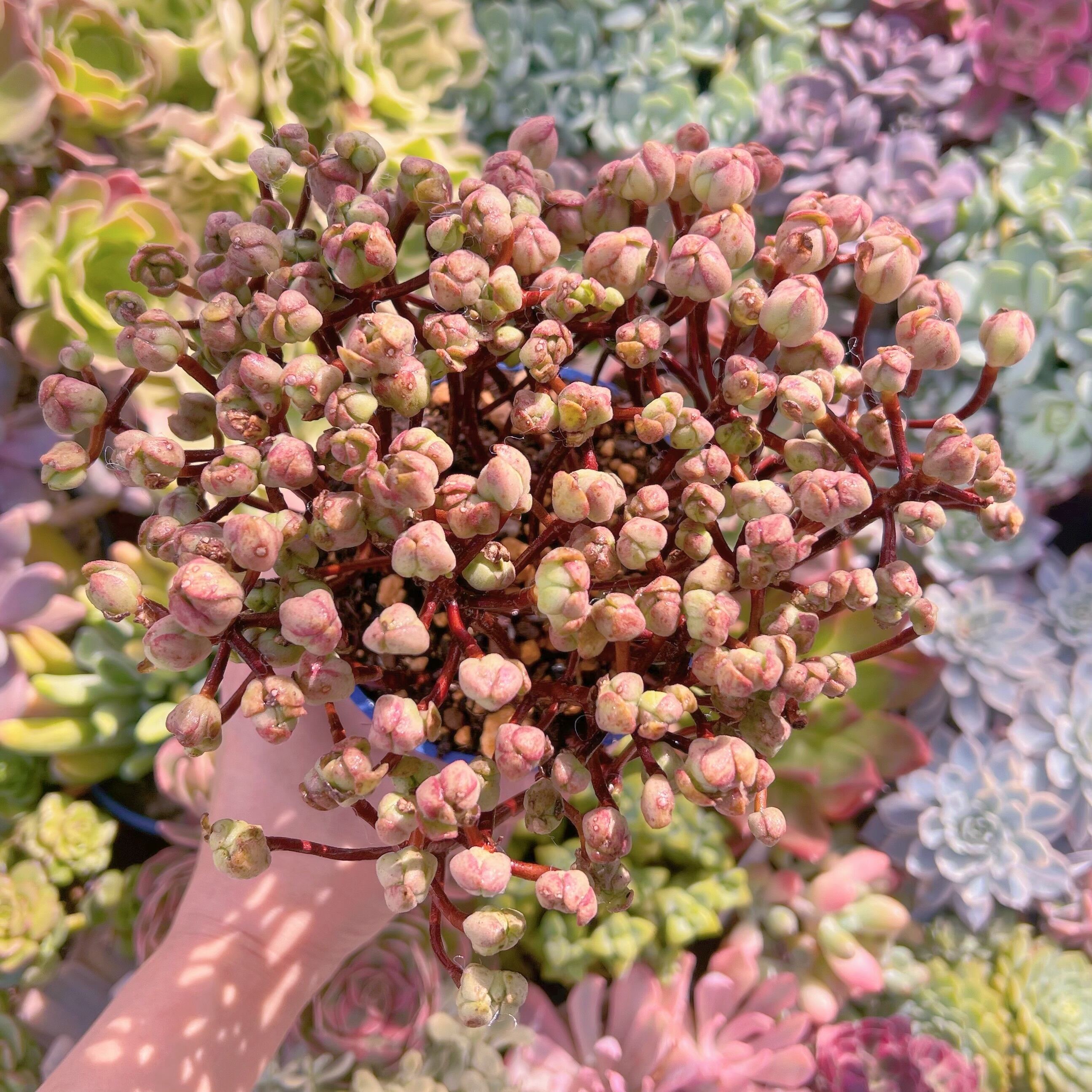 現物　little fox #600 るる農園