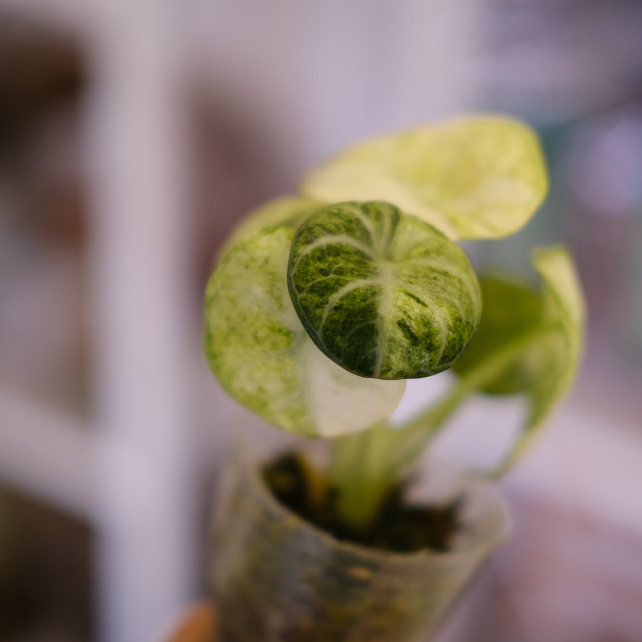Alocasia Ninja Tricolor│アロカシア ニンジャ トリカラー│観葉植物